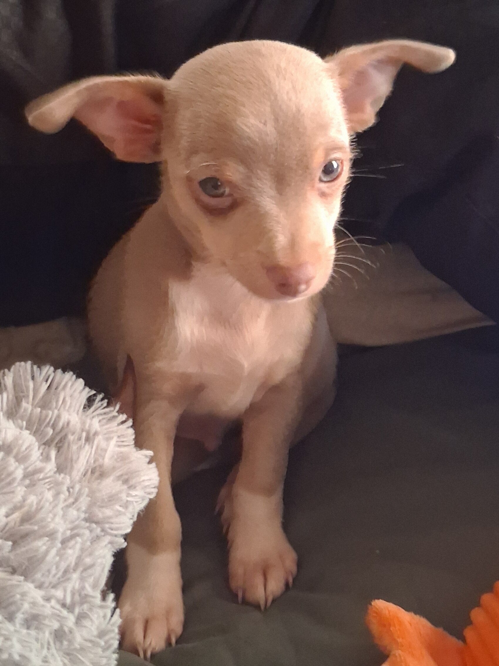 Tea Cup Chihuahua Choc Tri-Color and Lilac Males image 9