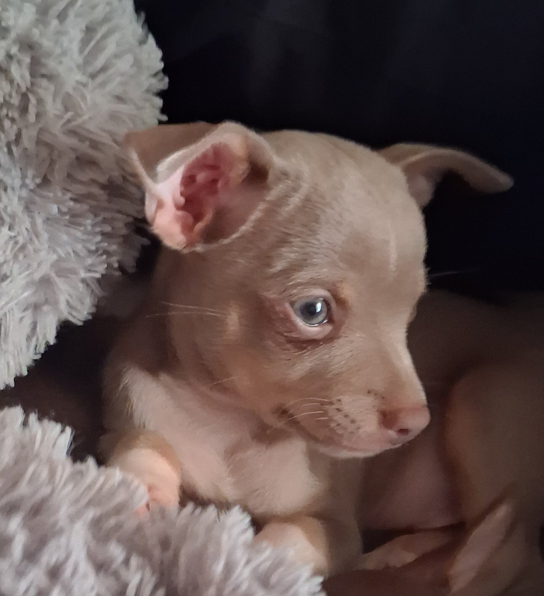 Tea Cup Chihuahua Choc Tri-Color and Lilac Males image 10