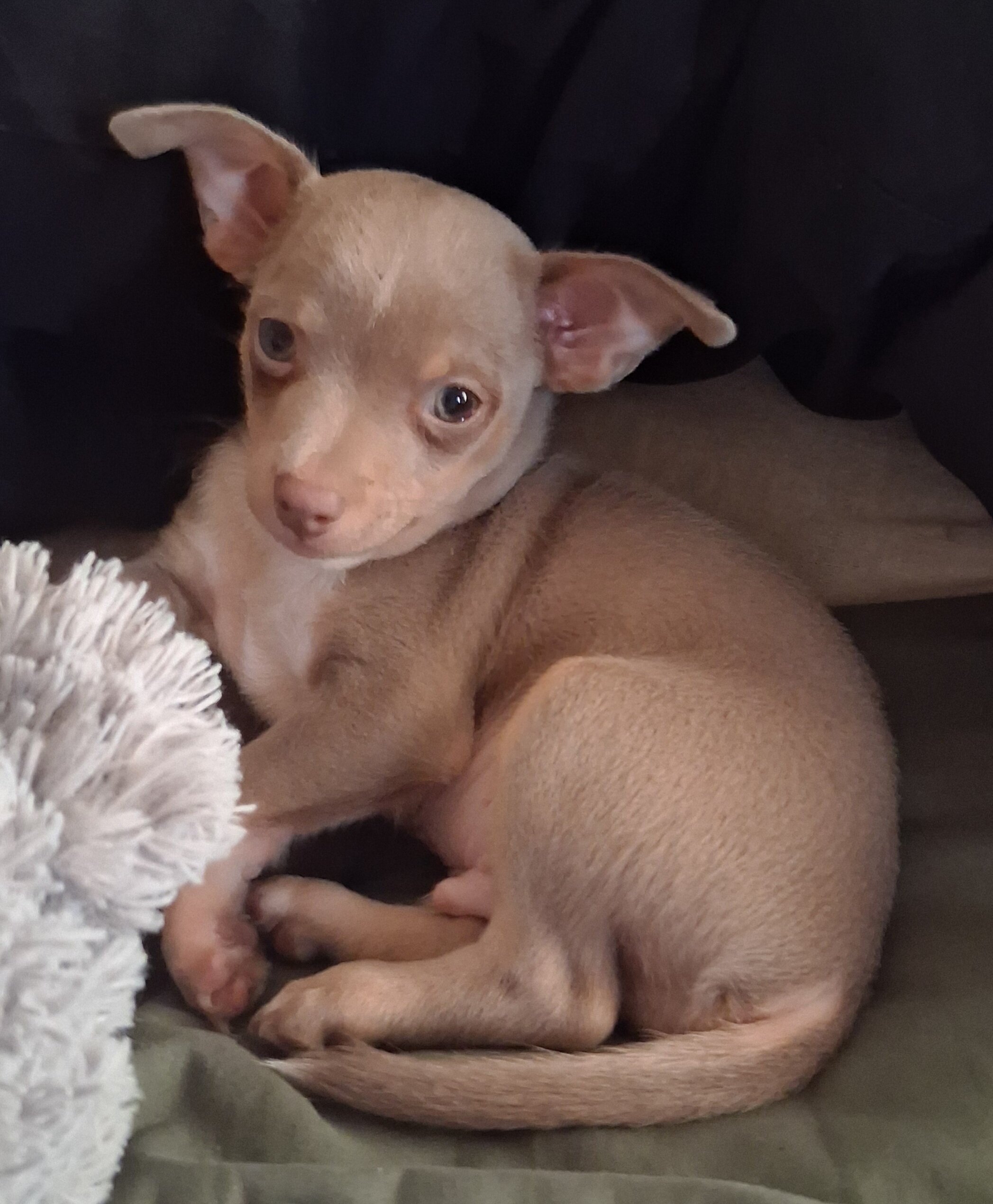 Tea Cup Chihuahua Choc Tri-Color and Lilac Males image 8