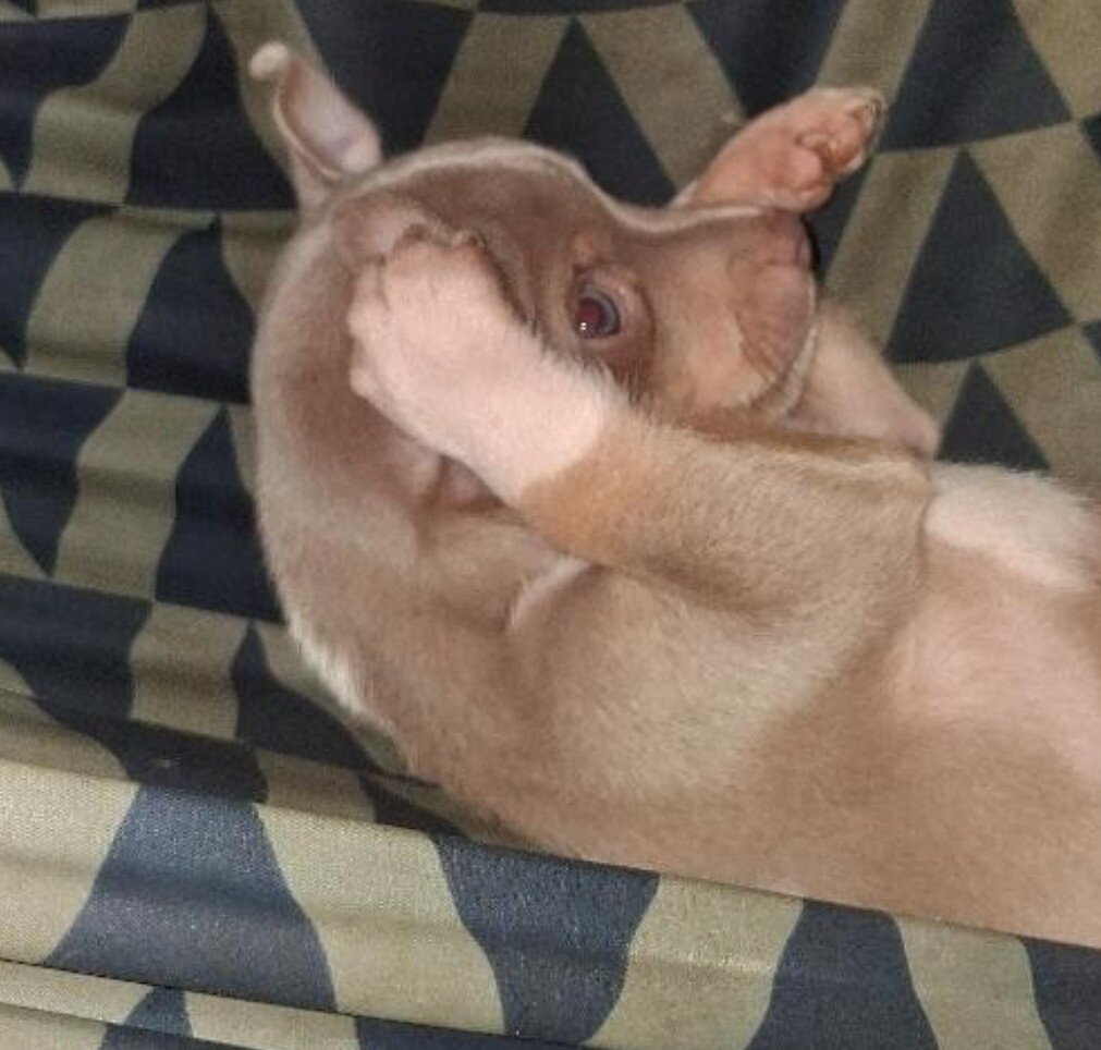 Tea Cup Chihuahua Choc Tri-Color and Lilac Males image 7