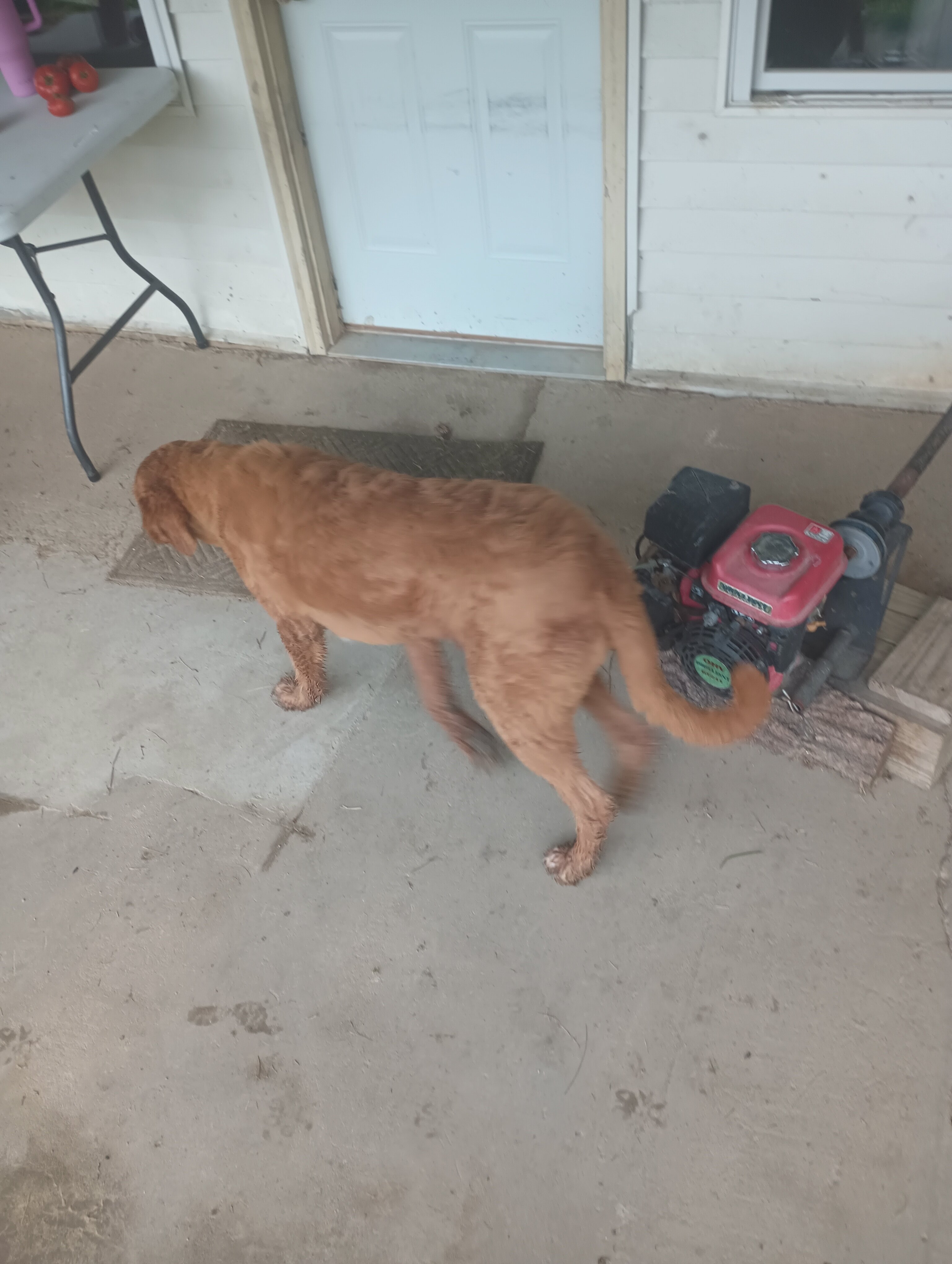 Adult male poodle-great Pyrenees image 2