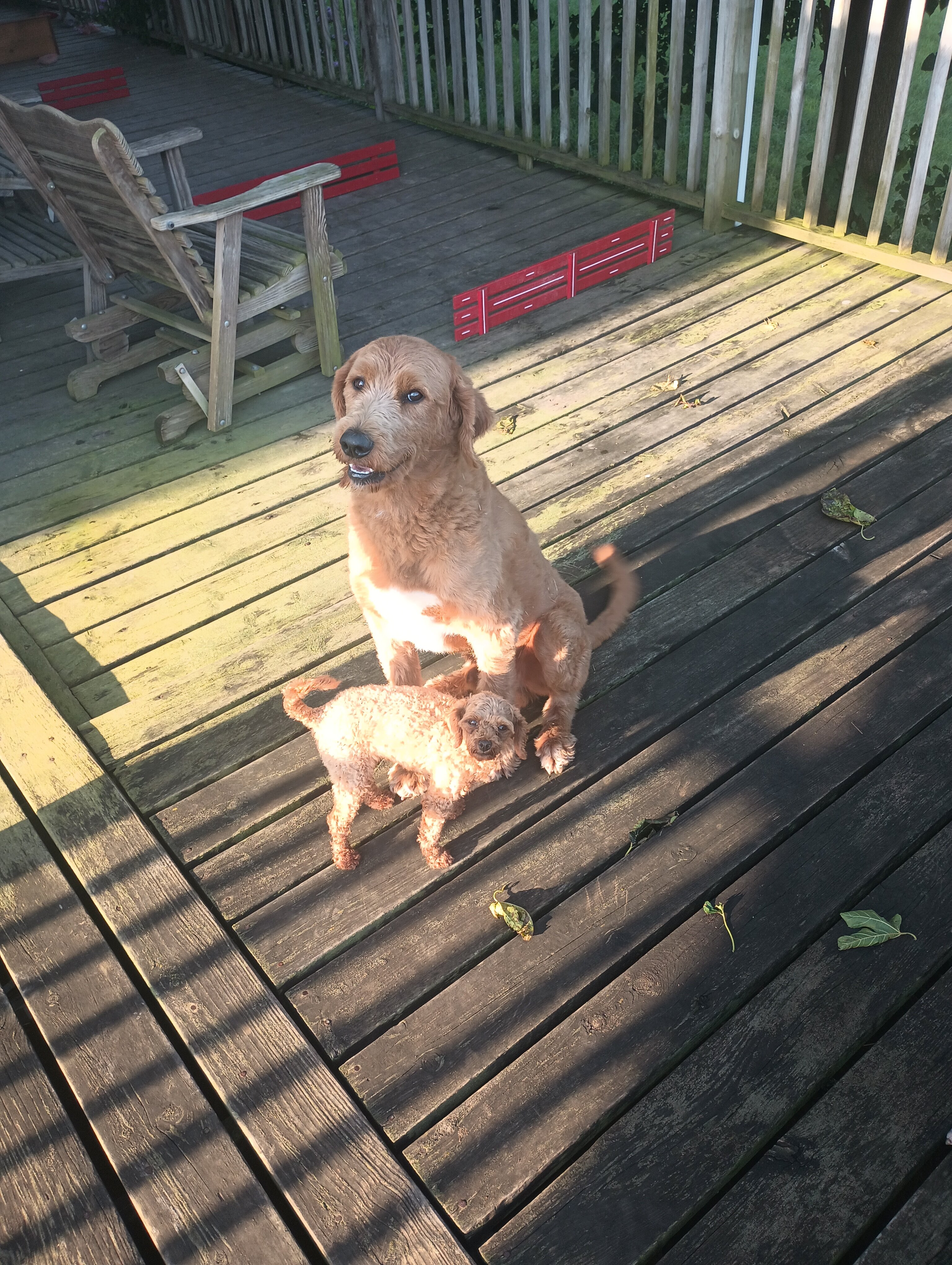 Adult male poodle-great Pyrenees image 1
