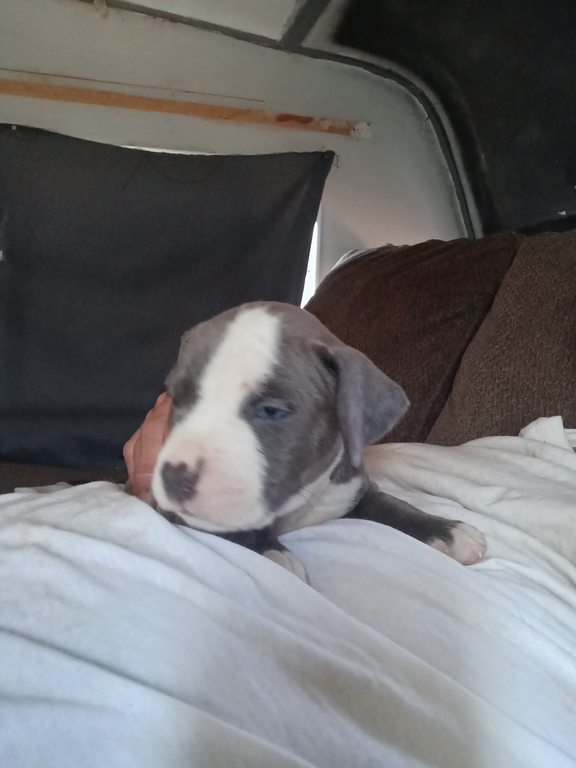Blue Nose Pittbull Puppies image 2