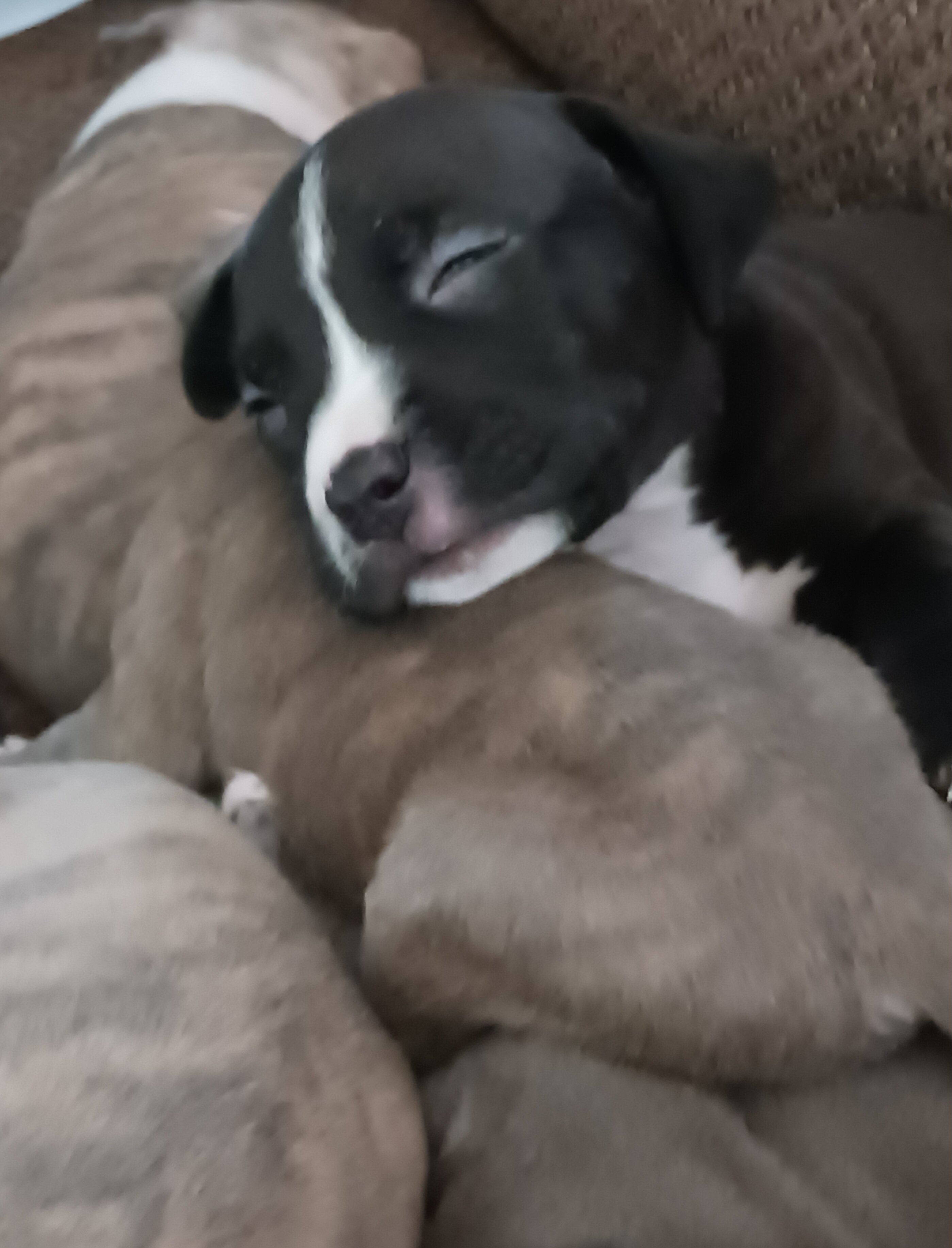 Blue Nose Pittbull Puppies image 3