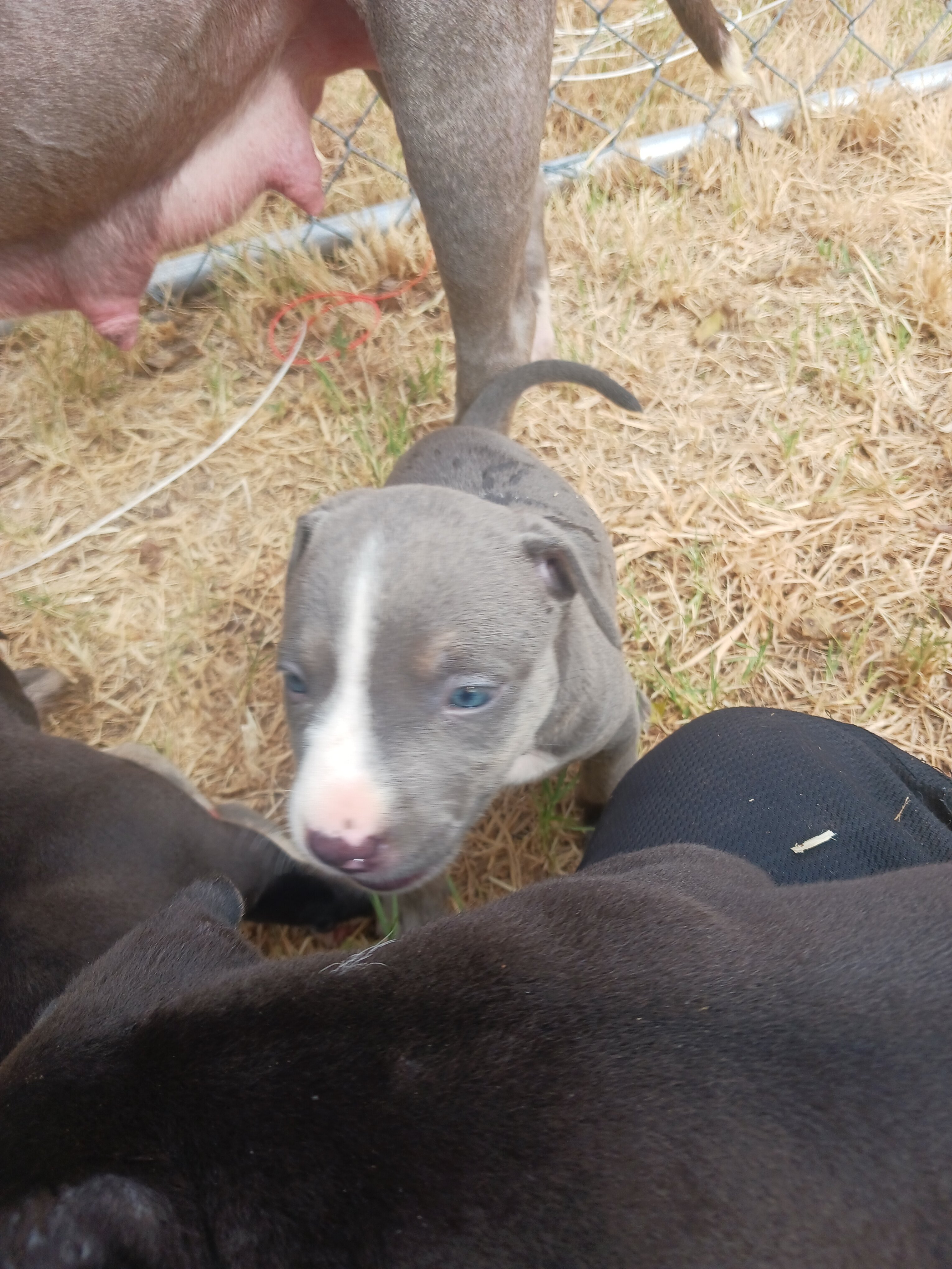 Blue Nose Pittbull Puppies image 1