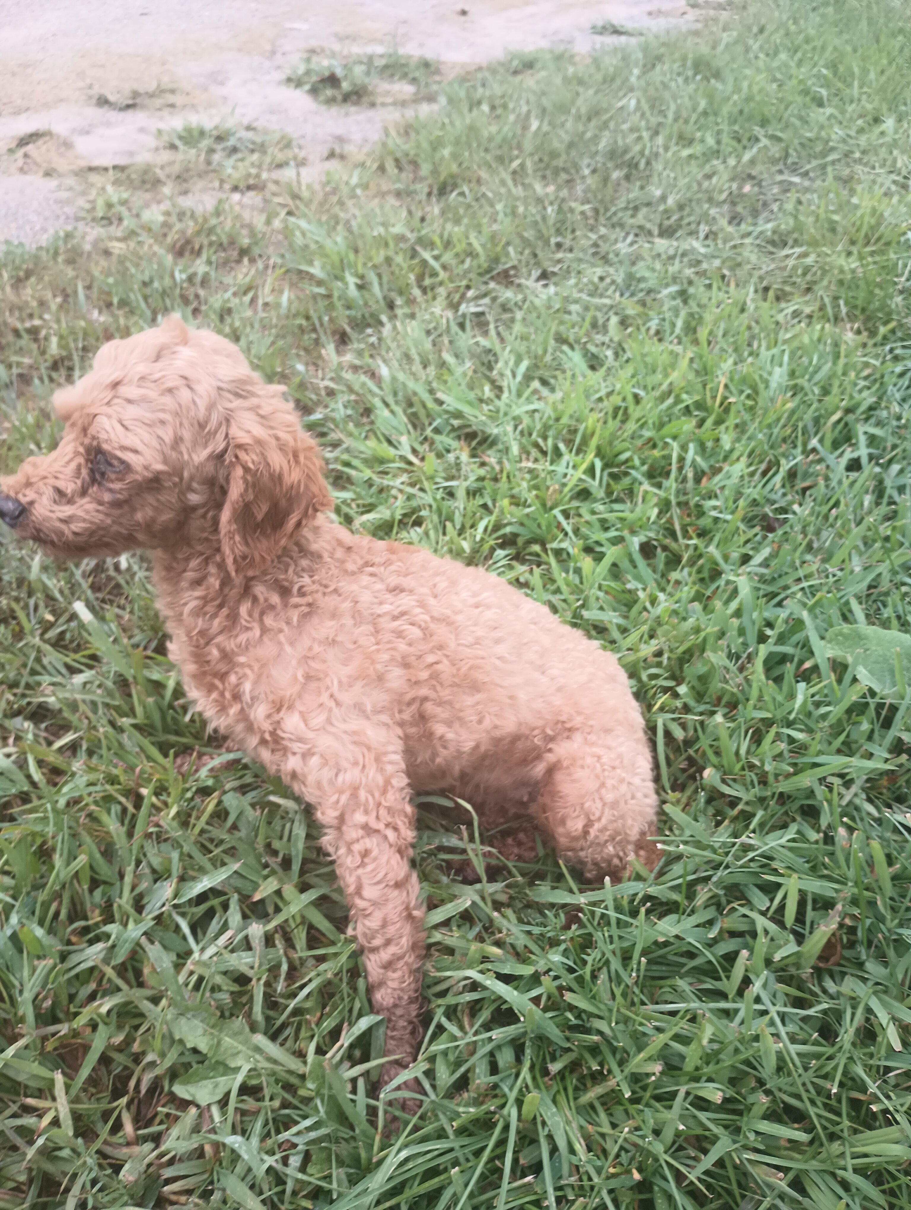 Miniature poodle image 1