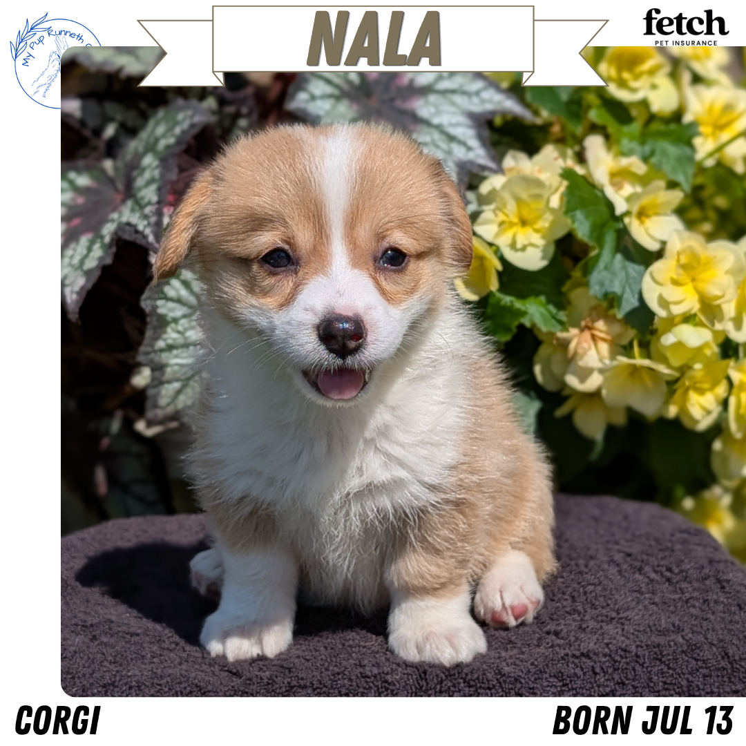 AKC CORGI PUPS image 2