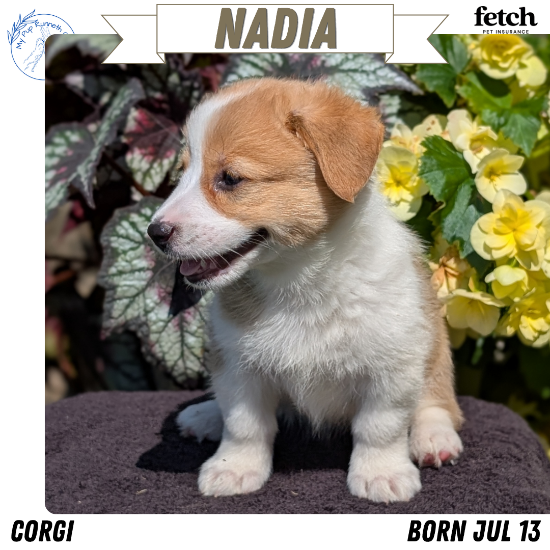AKC CORGI PUPS image 3