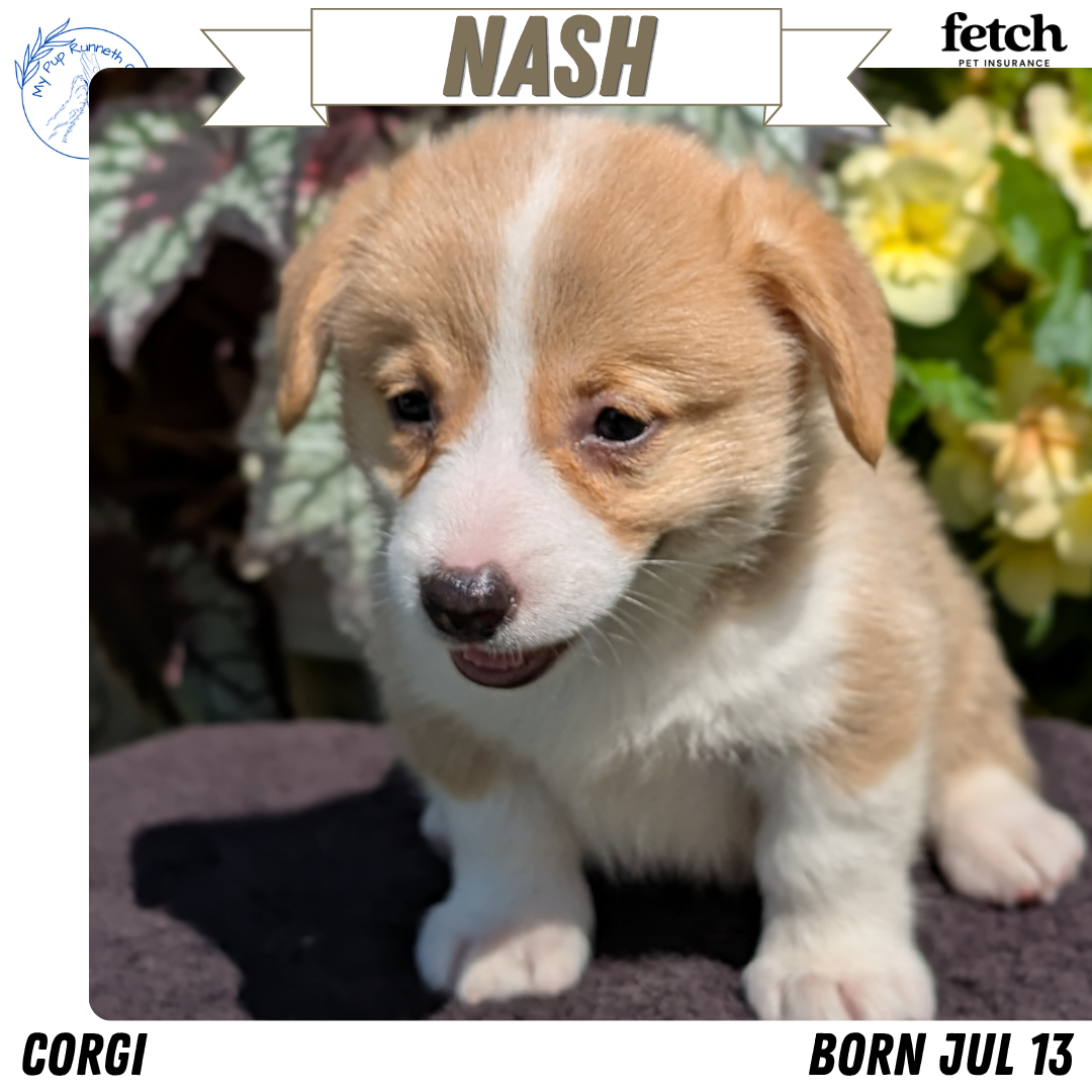 AKC CORGI PUPS image 4