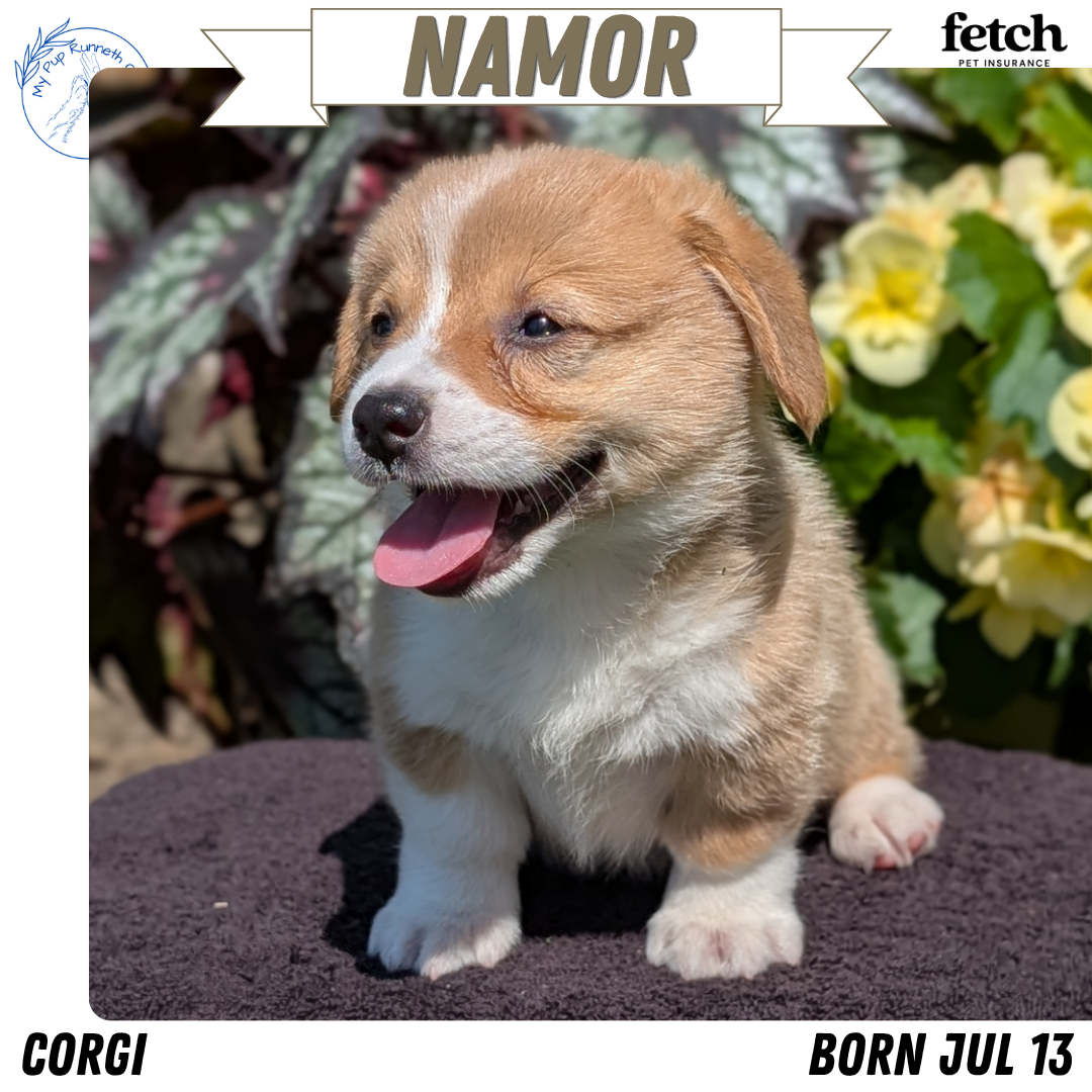 AKC CORGI PUPS image 7