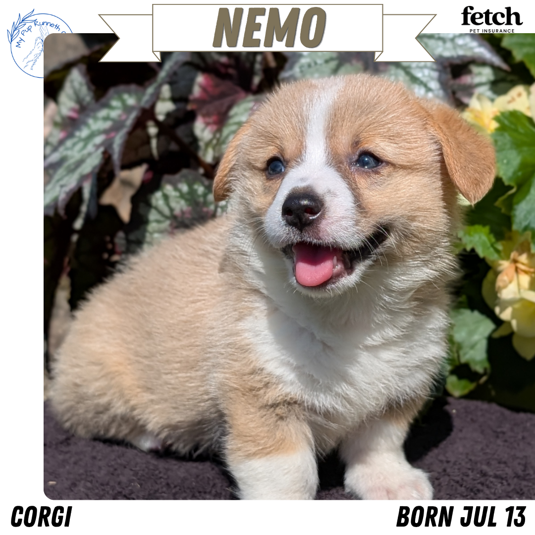 AKC CORGI PUPS image 5
