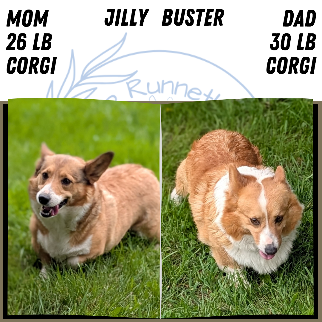 AKC CORGI PUPS image 6