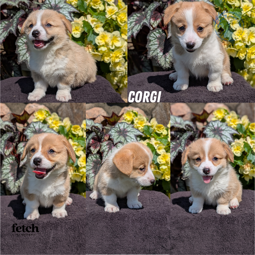 AKC CORGI PUPS image 1
