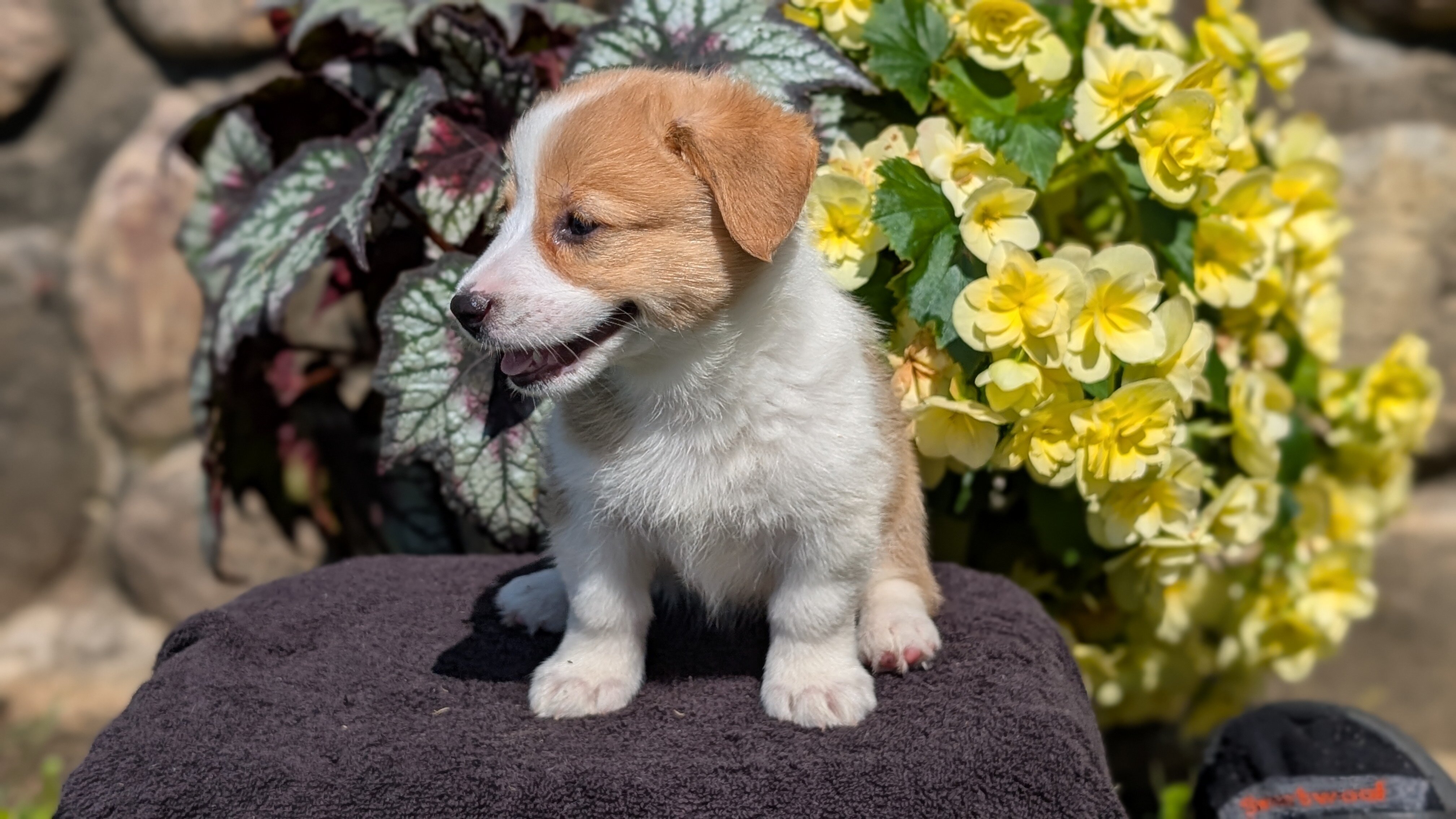 AKC CORGI PUPS image 8