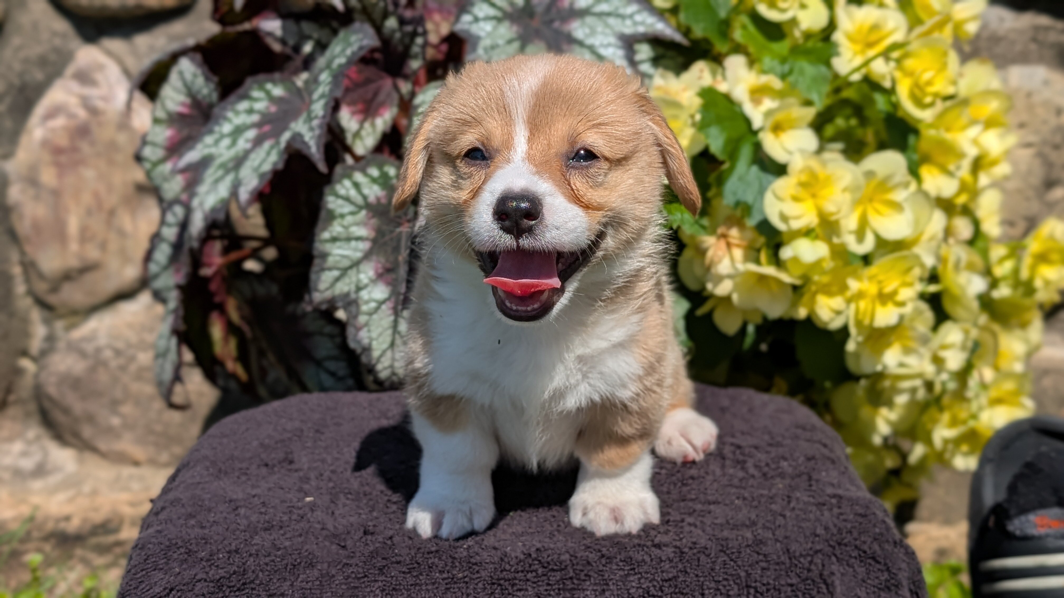 AKC CORGI PUPS image 10