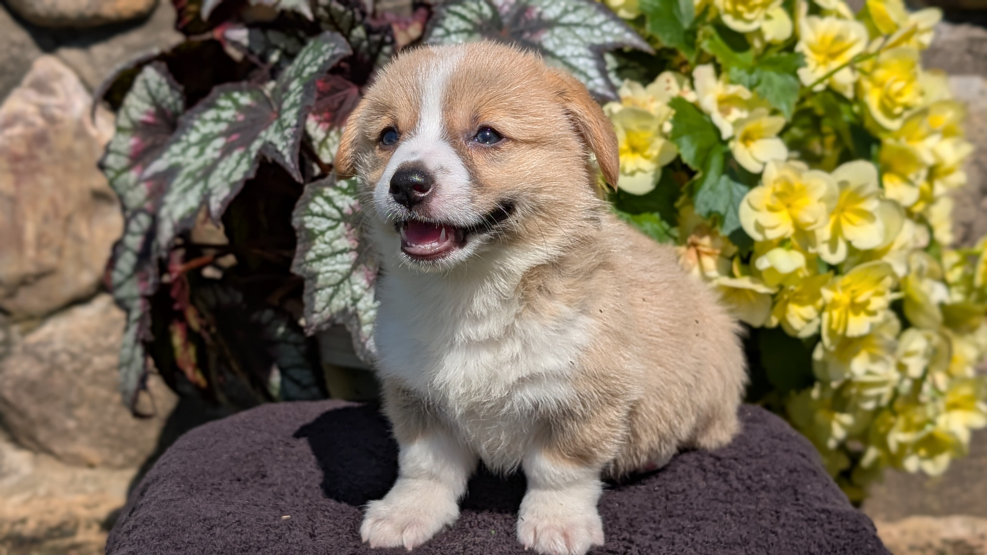 AKC CORGI PUPS image 9