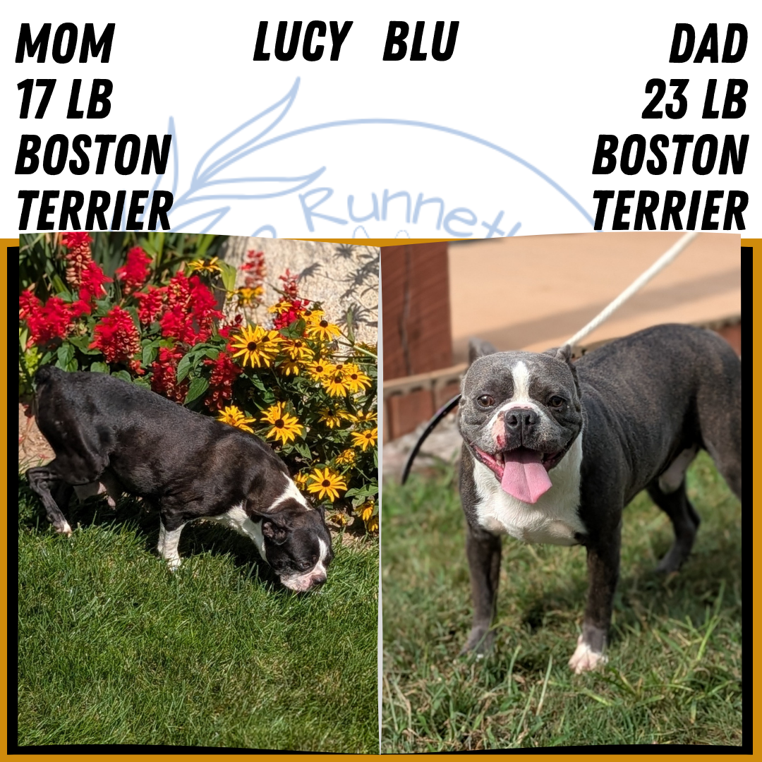 AKC BOSTON TERRIER PUPS image 7