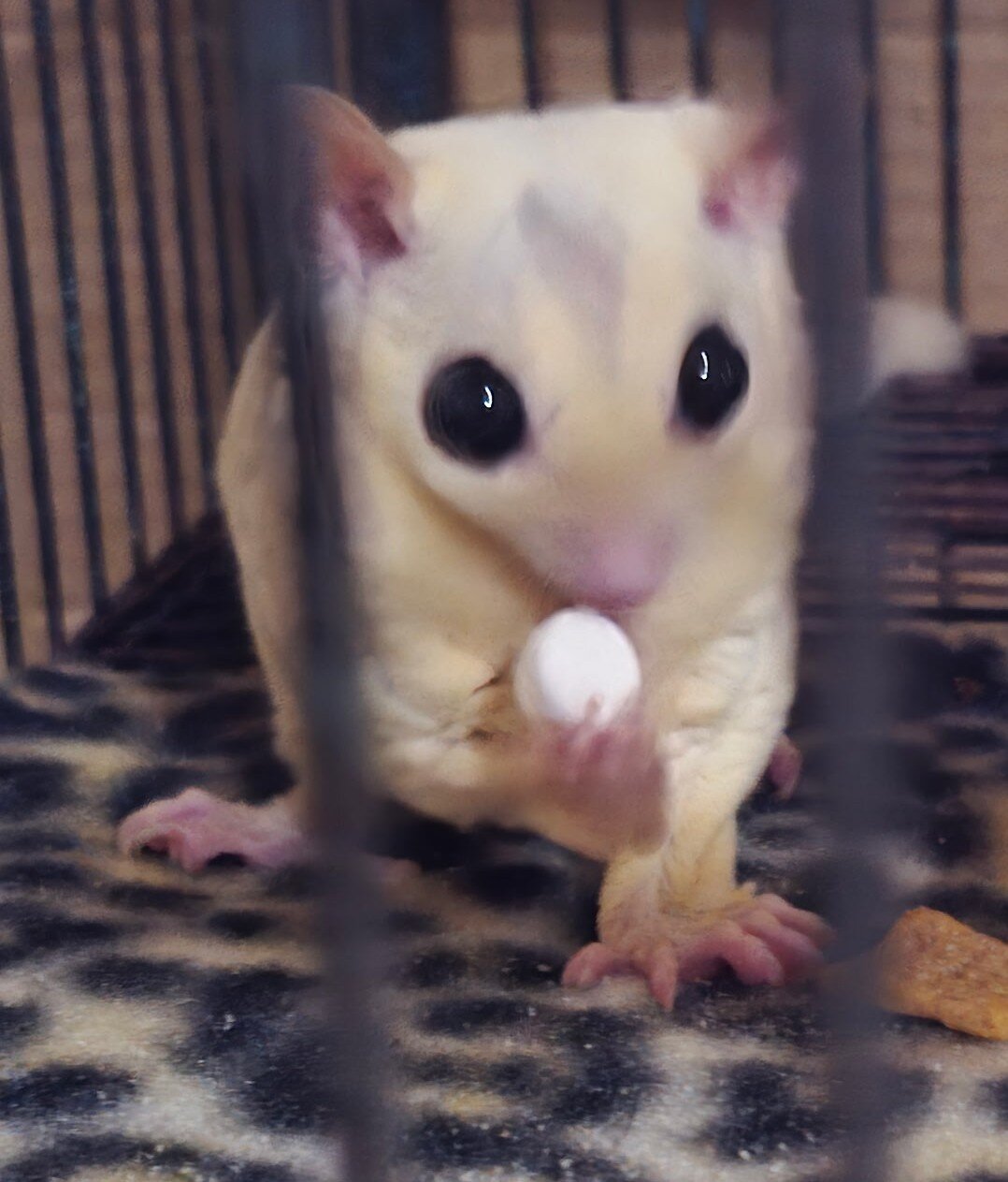 Sugar Glider Leucistic Male image 1
