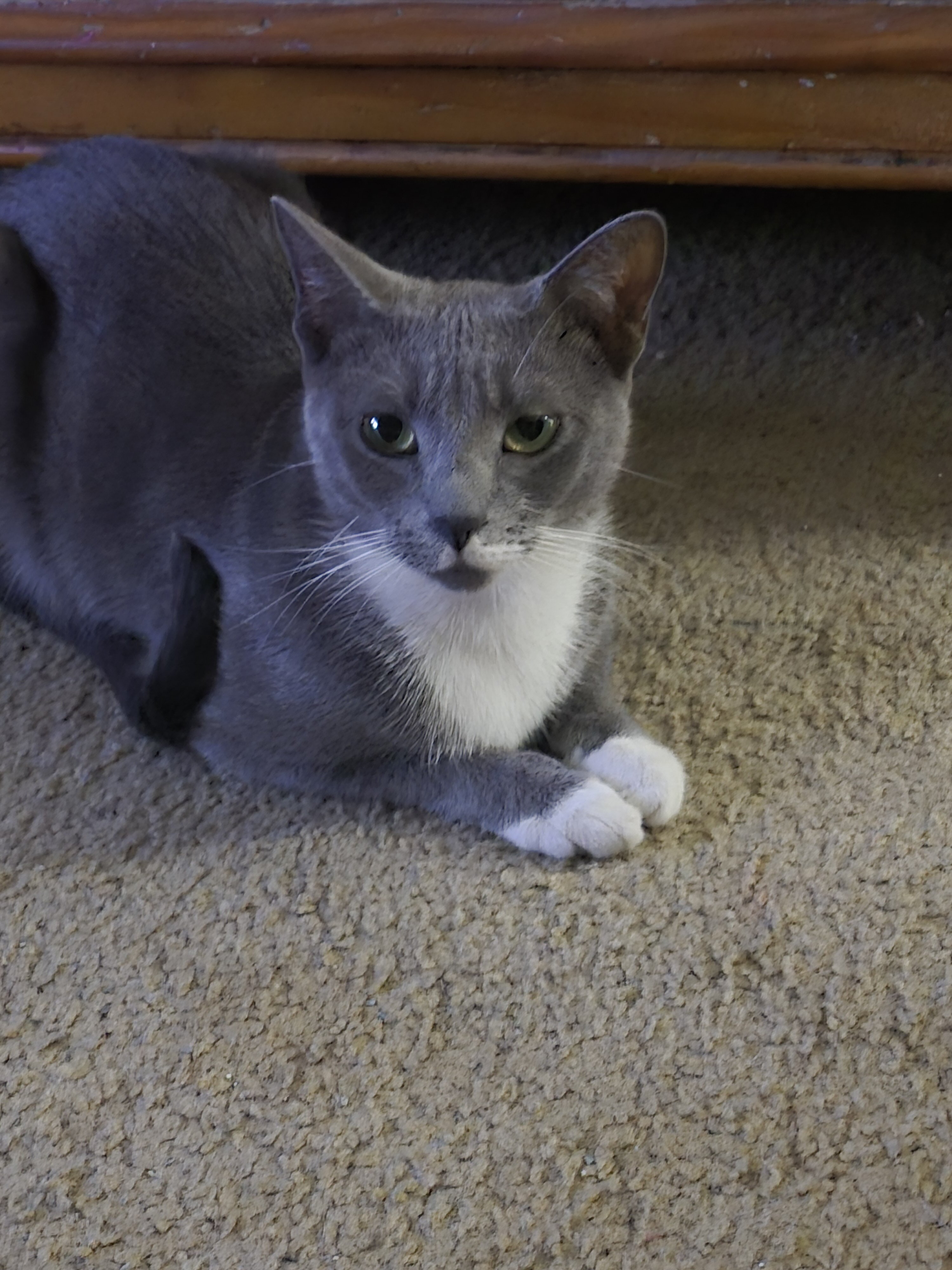 Cat image 2