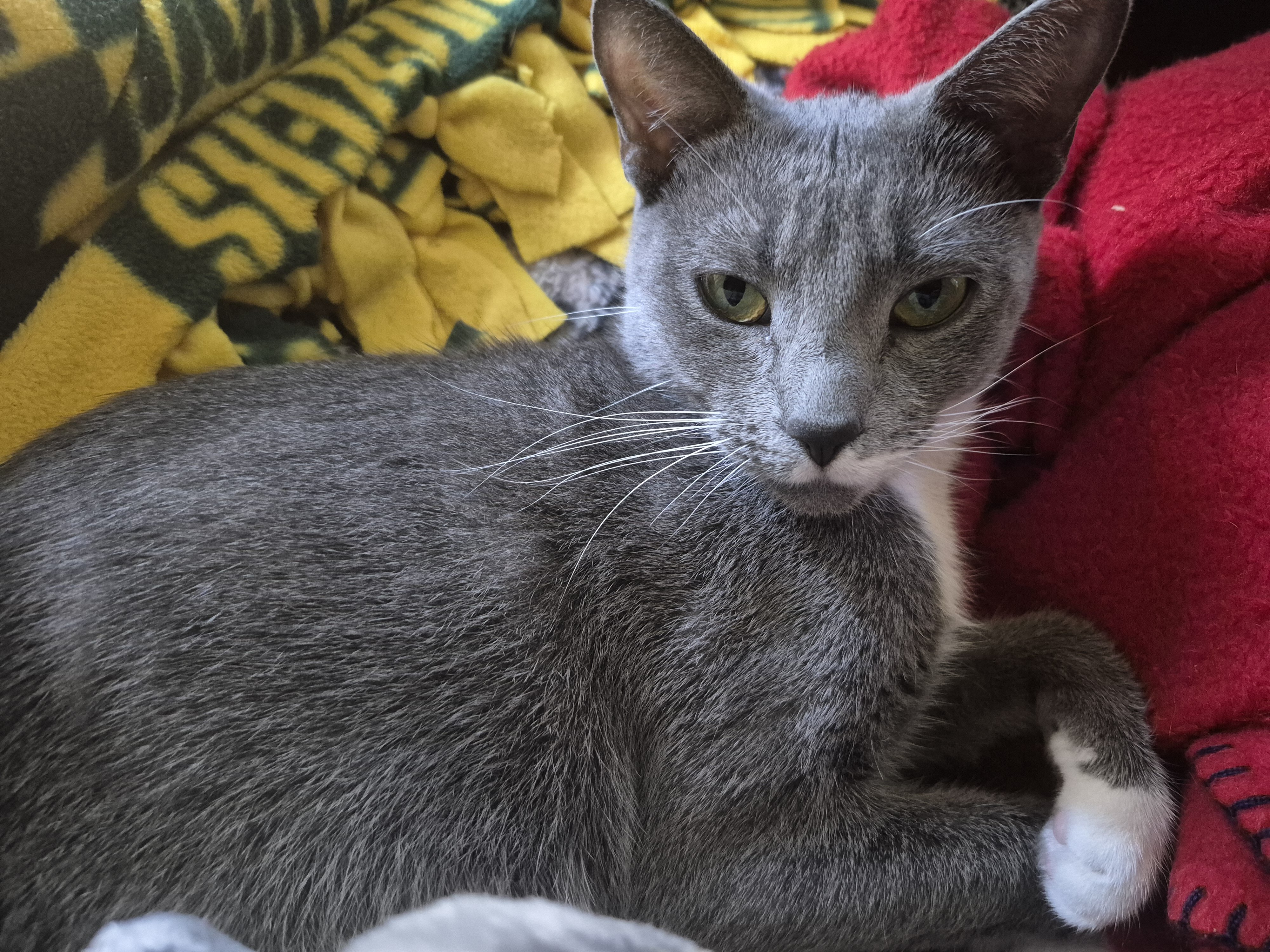 Cat image 1