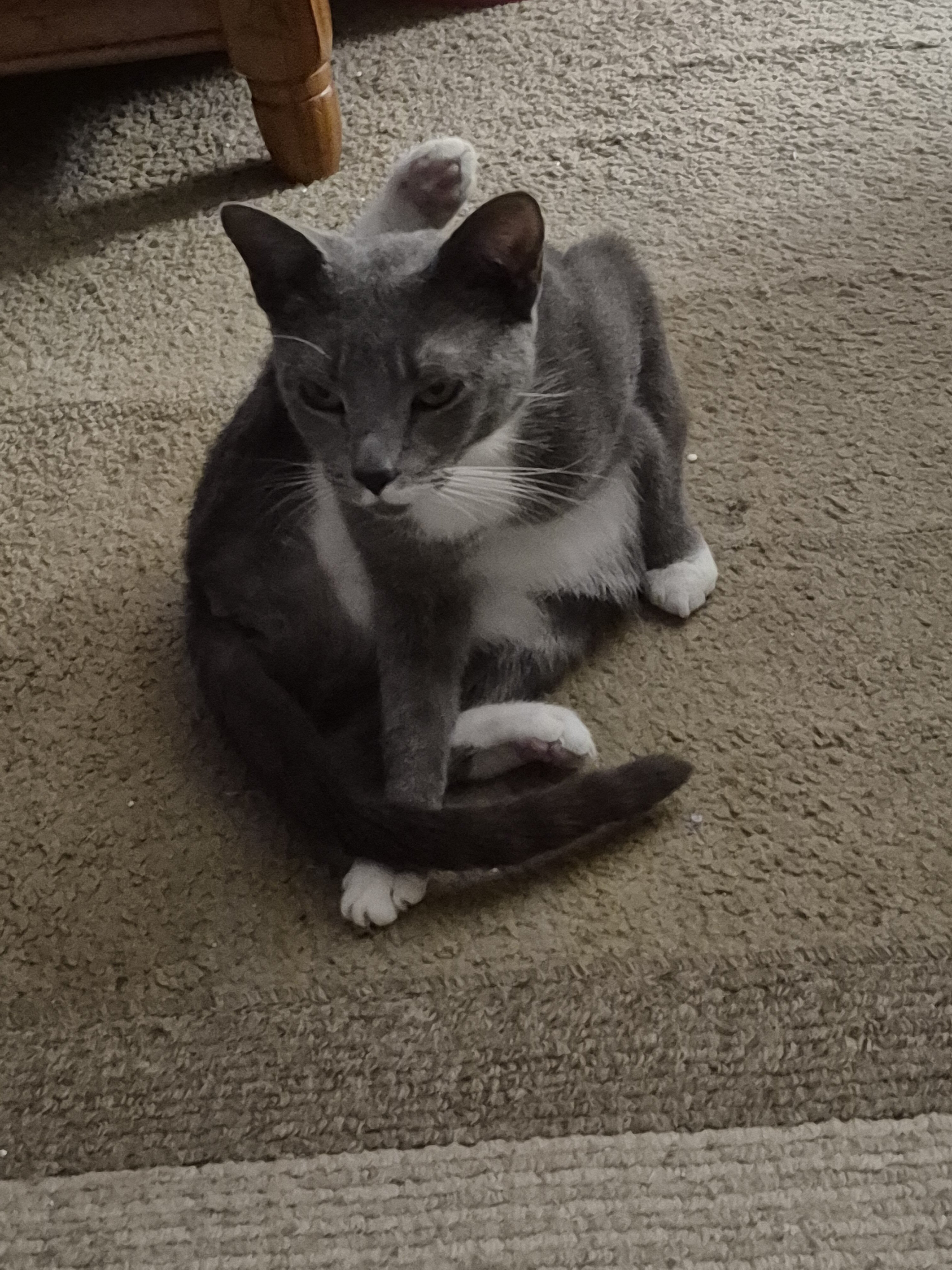 Cat image 3