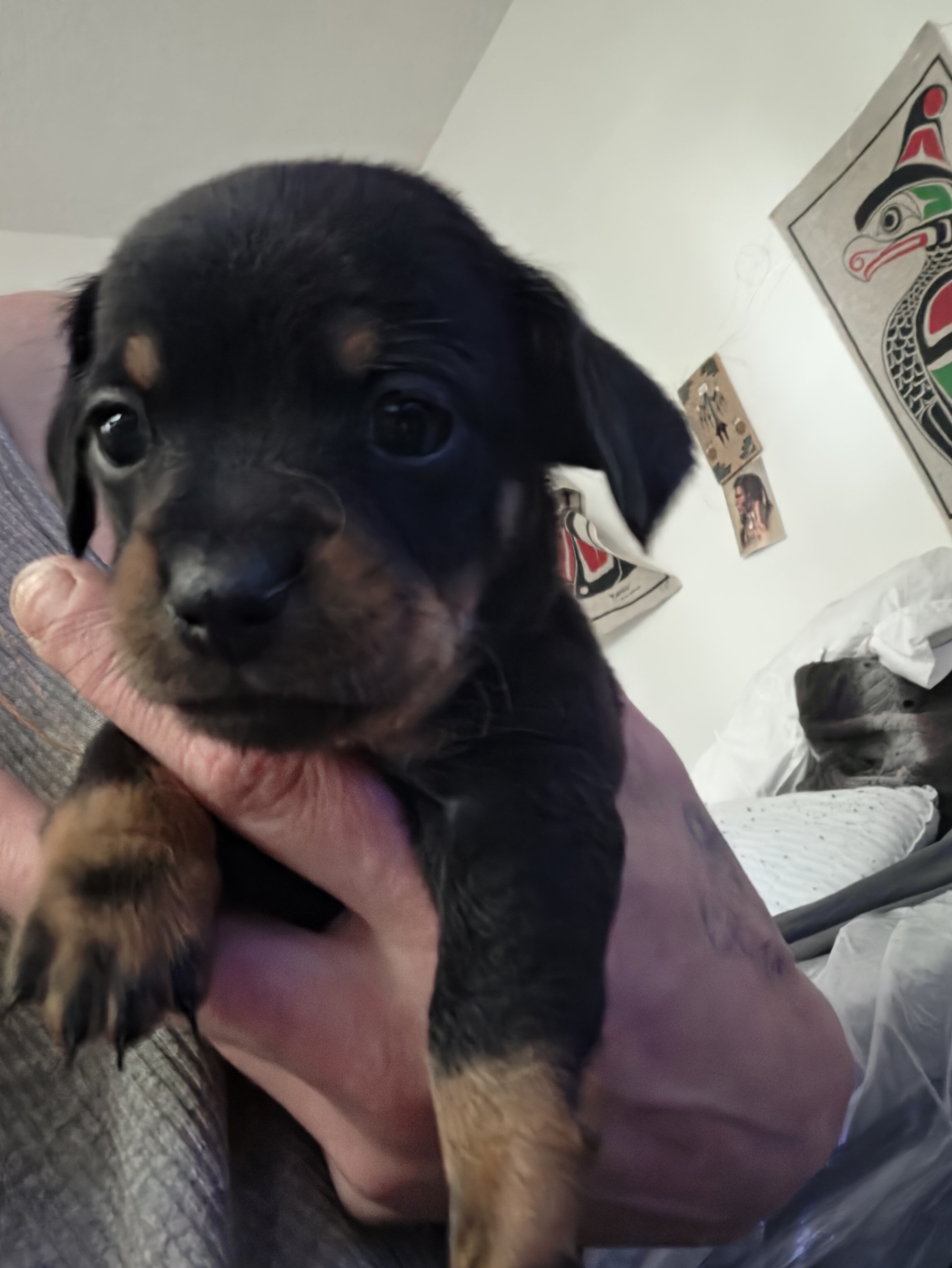Chiweenie Puppies image 2