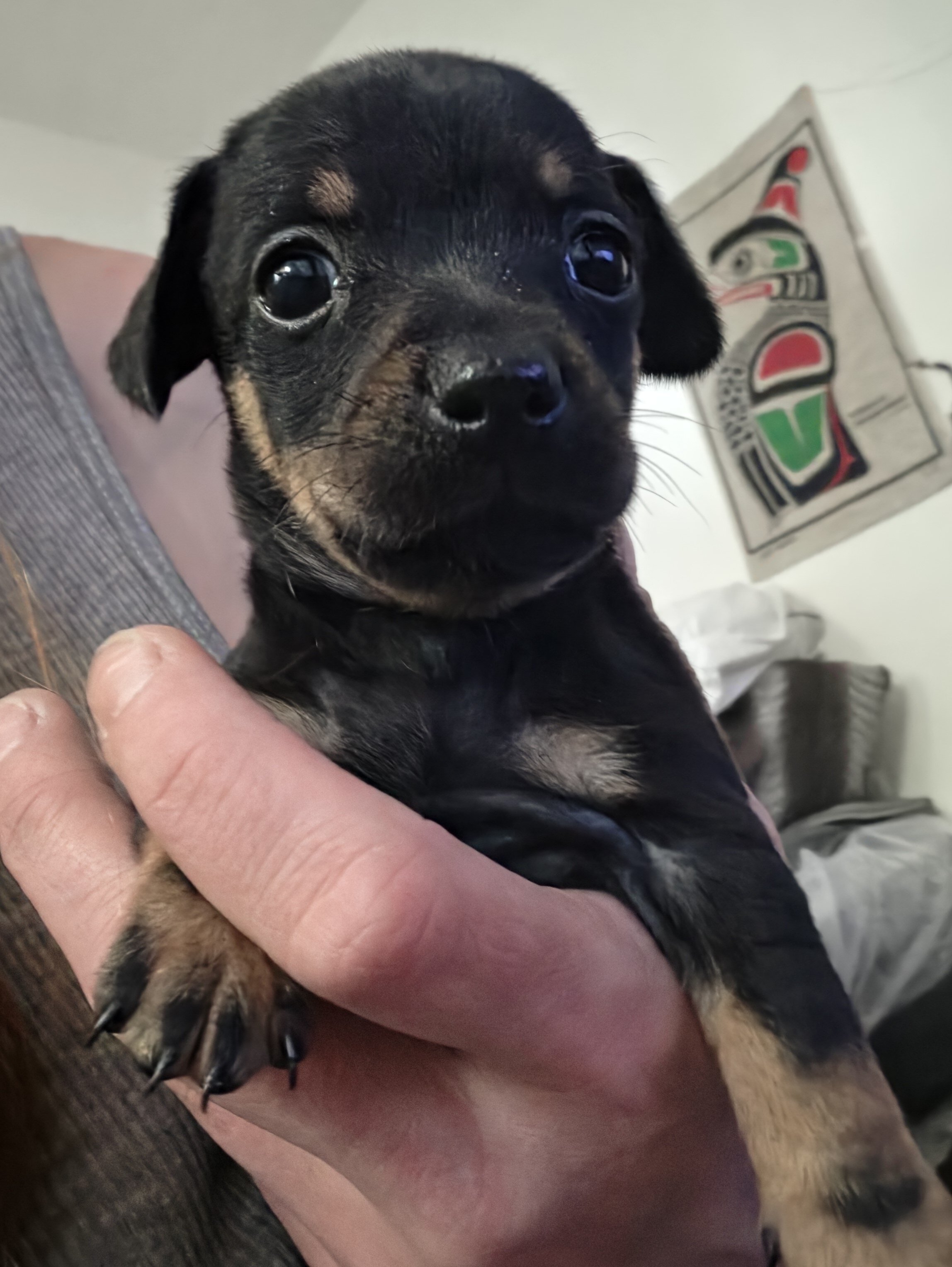 Chiweenie Puppies image 1