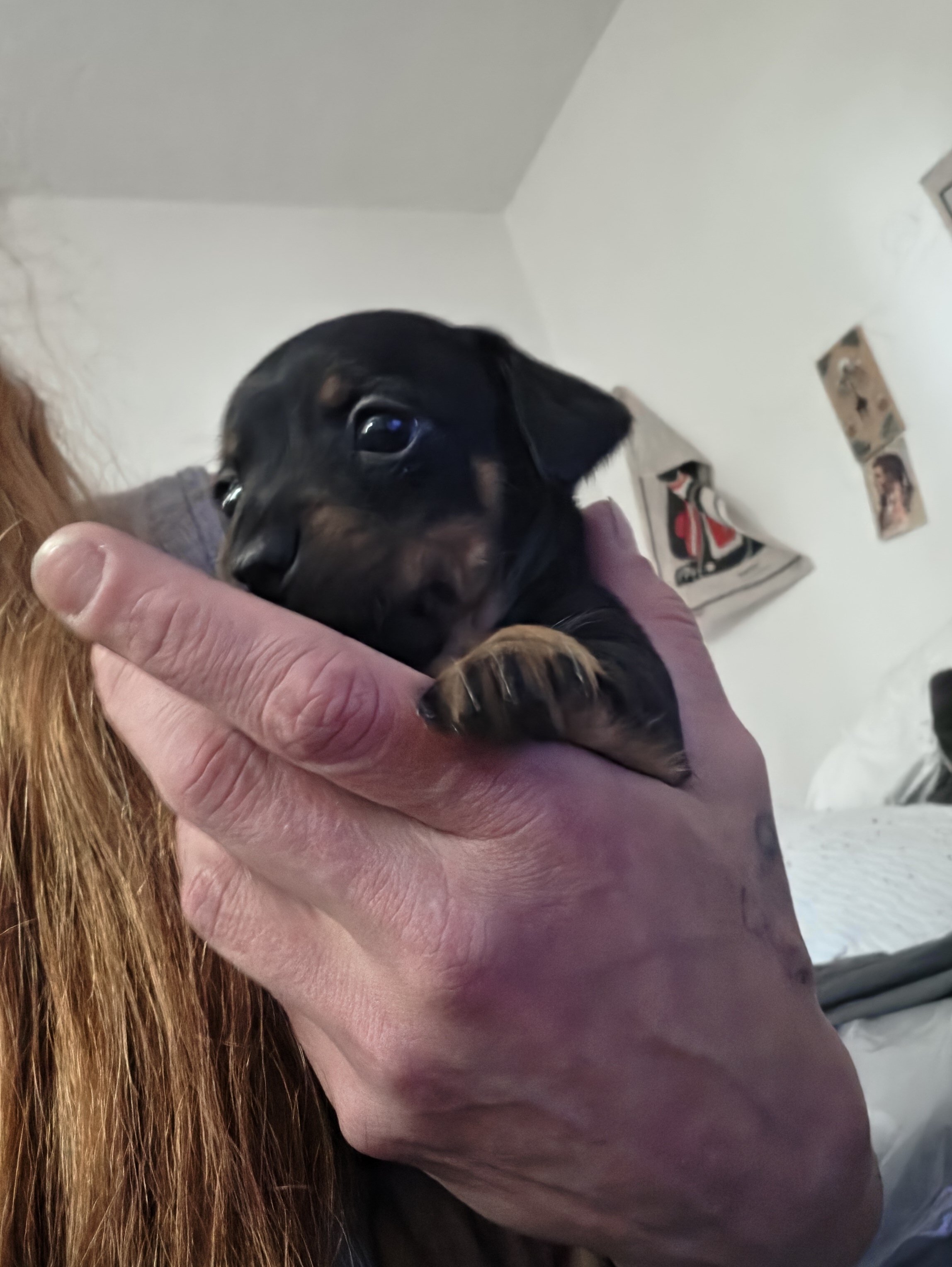 Chiweenie Puppies image 3