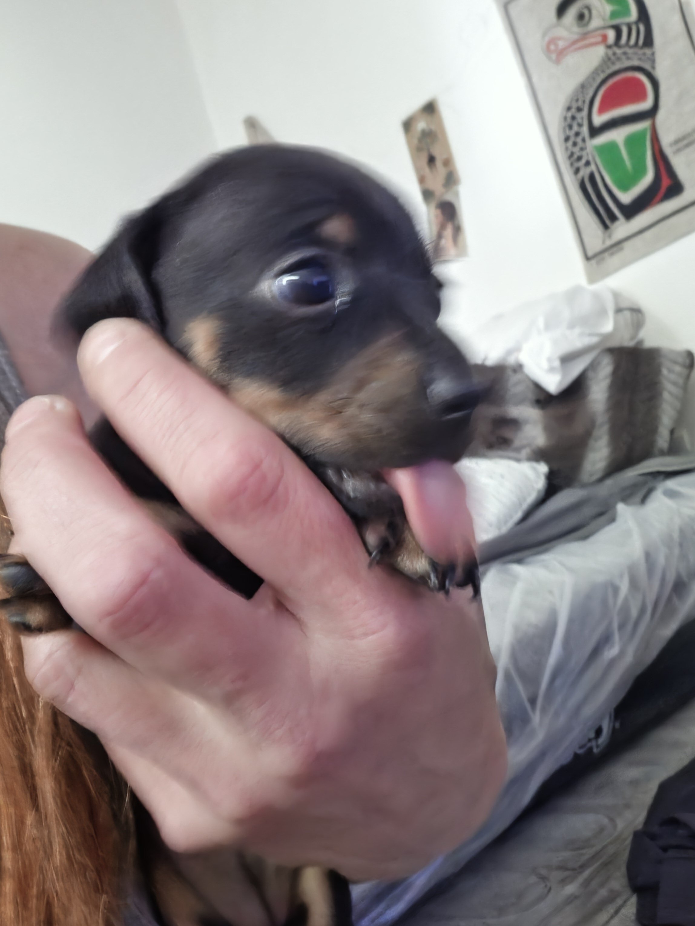 Chiweenie Puppies image 4