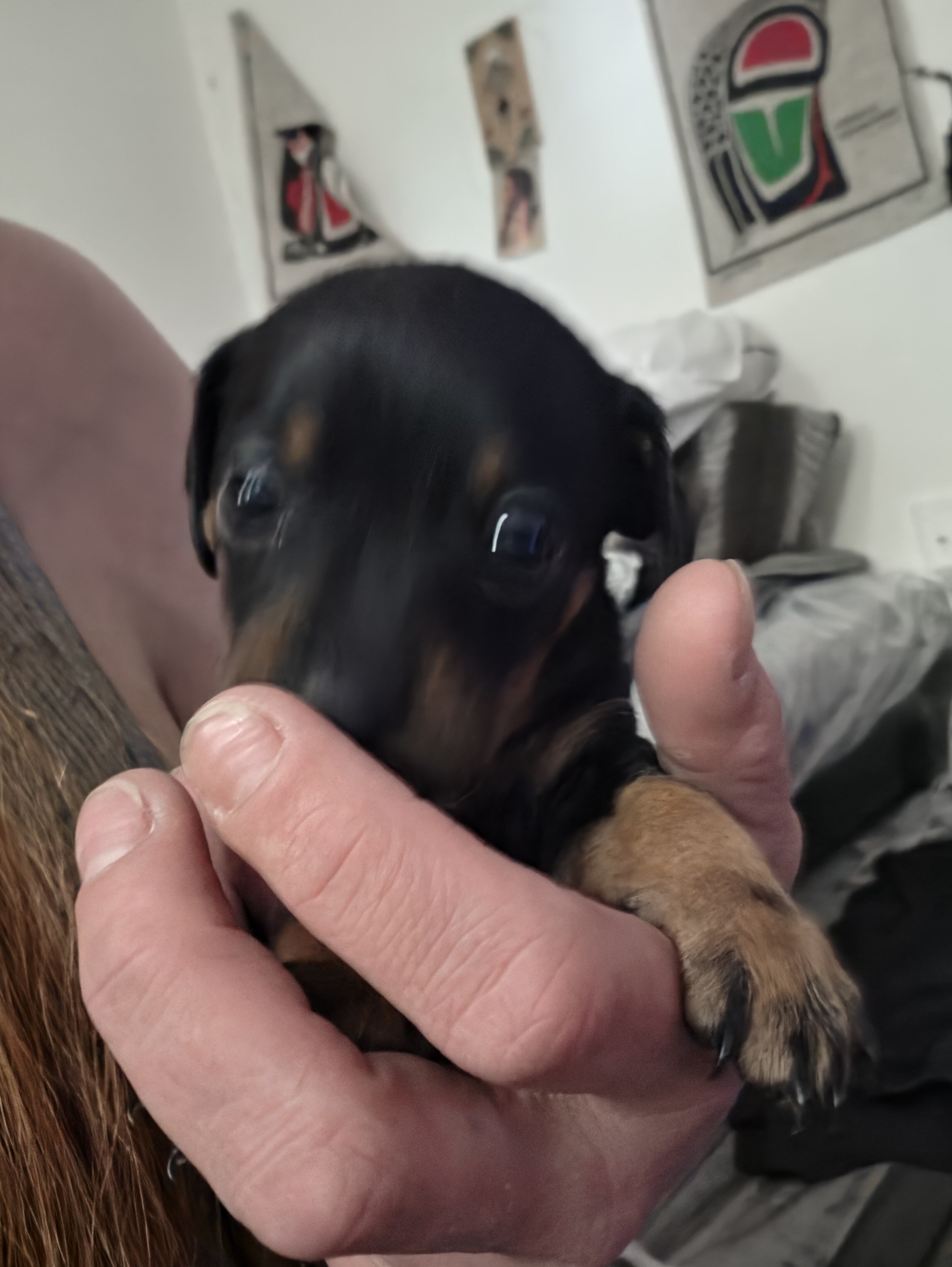 Chiweenie Puppies image 5