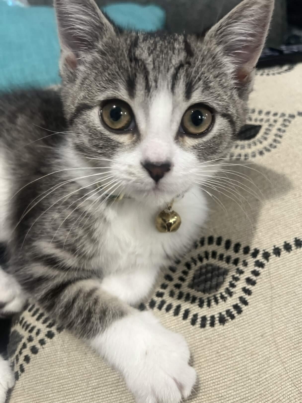 Free kitten image 3