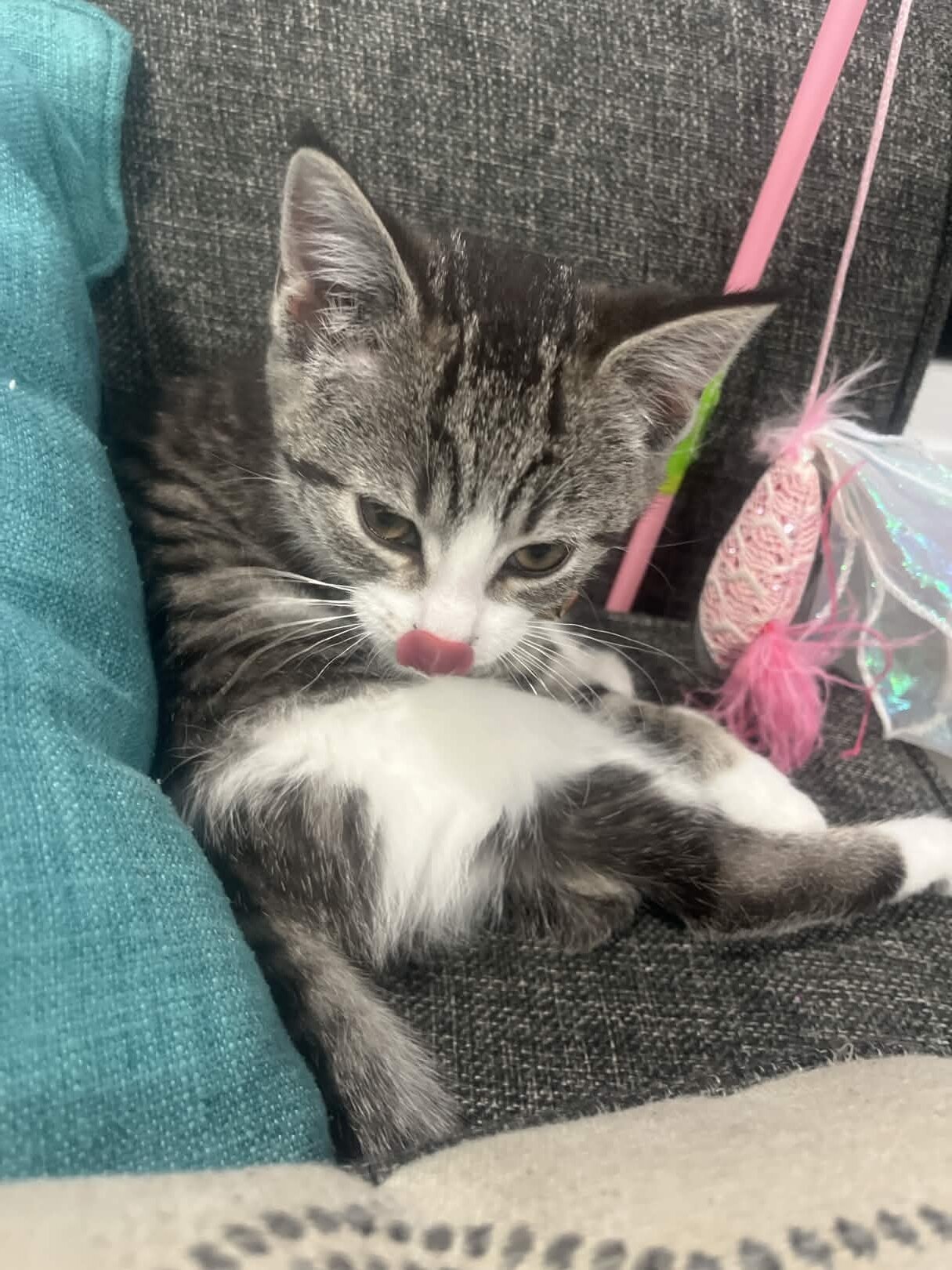 Free kitten image 2