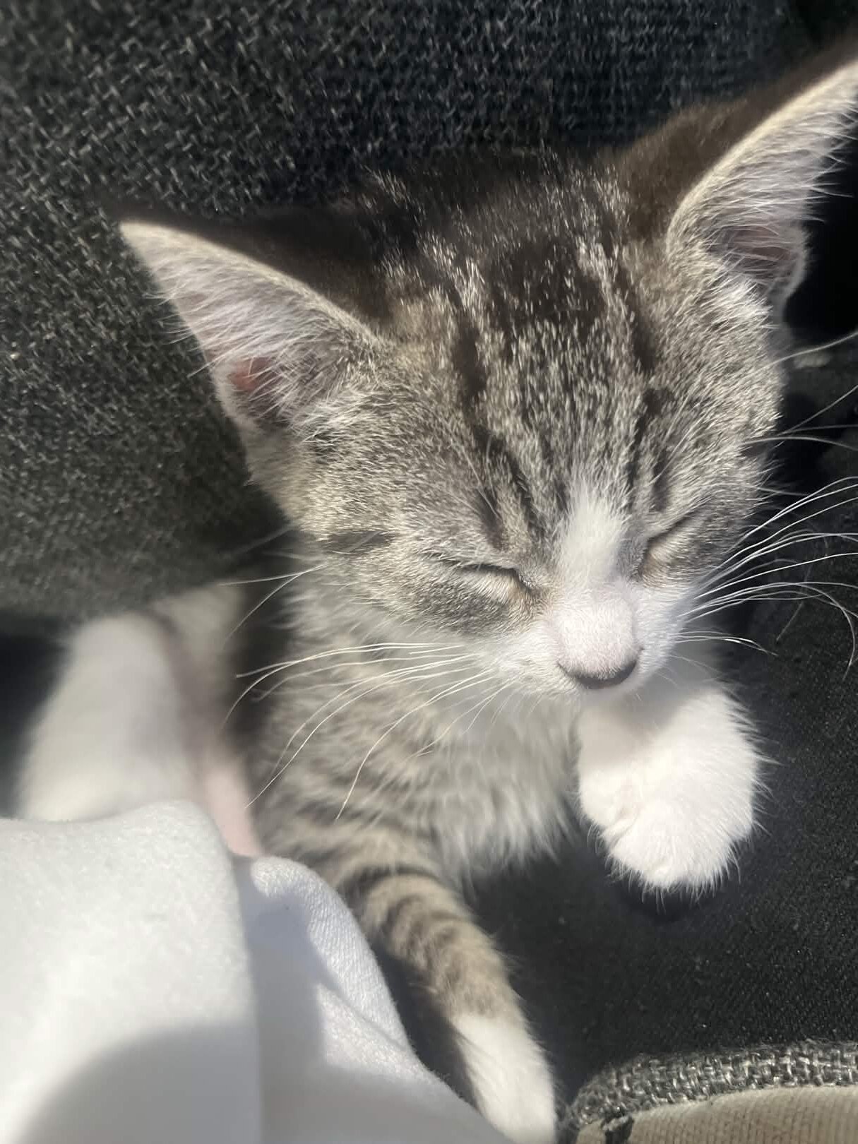 Free kitten image 1