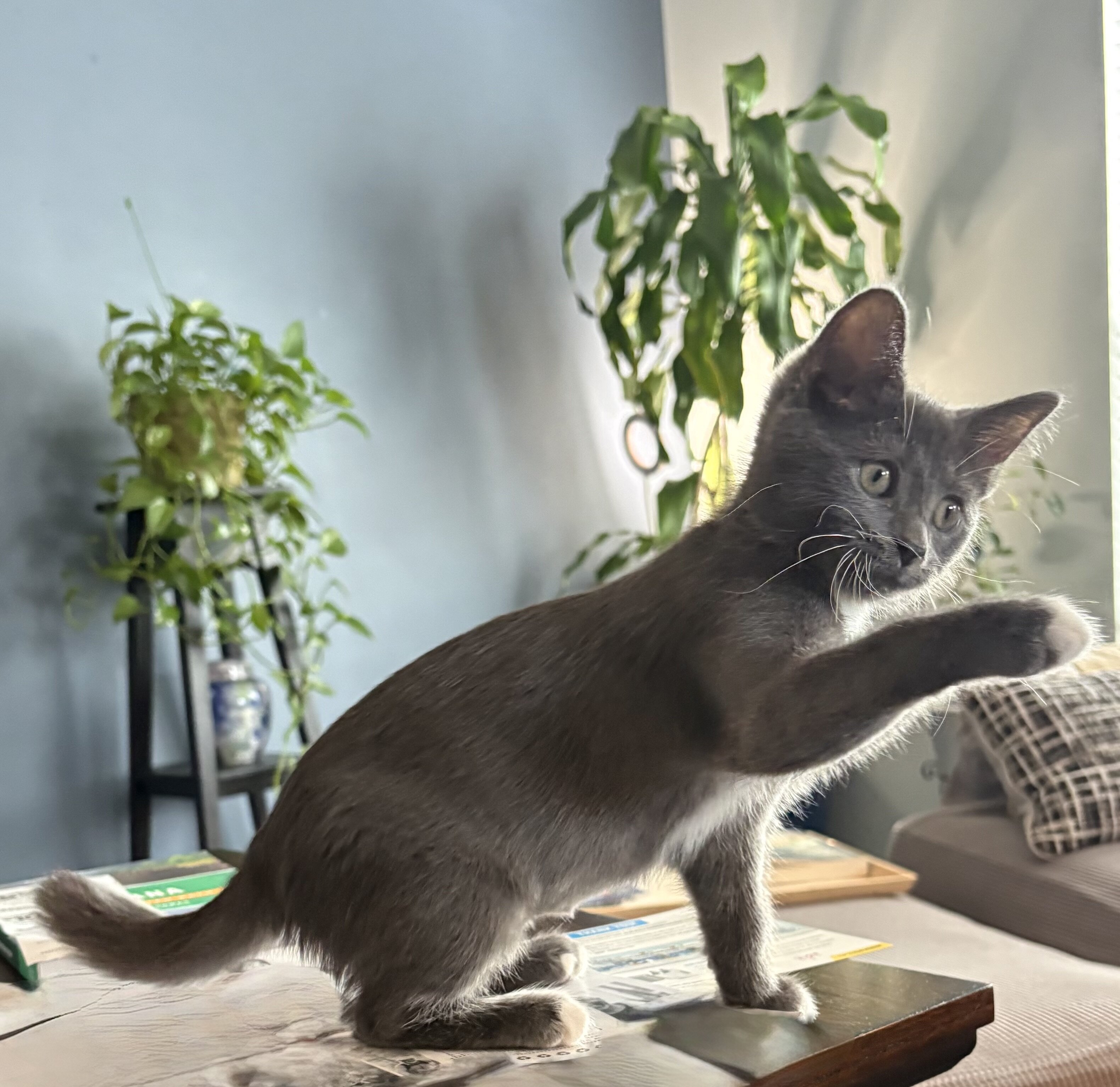 Kitten image 8