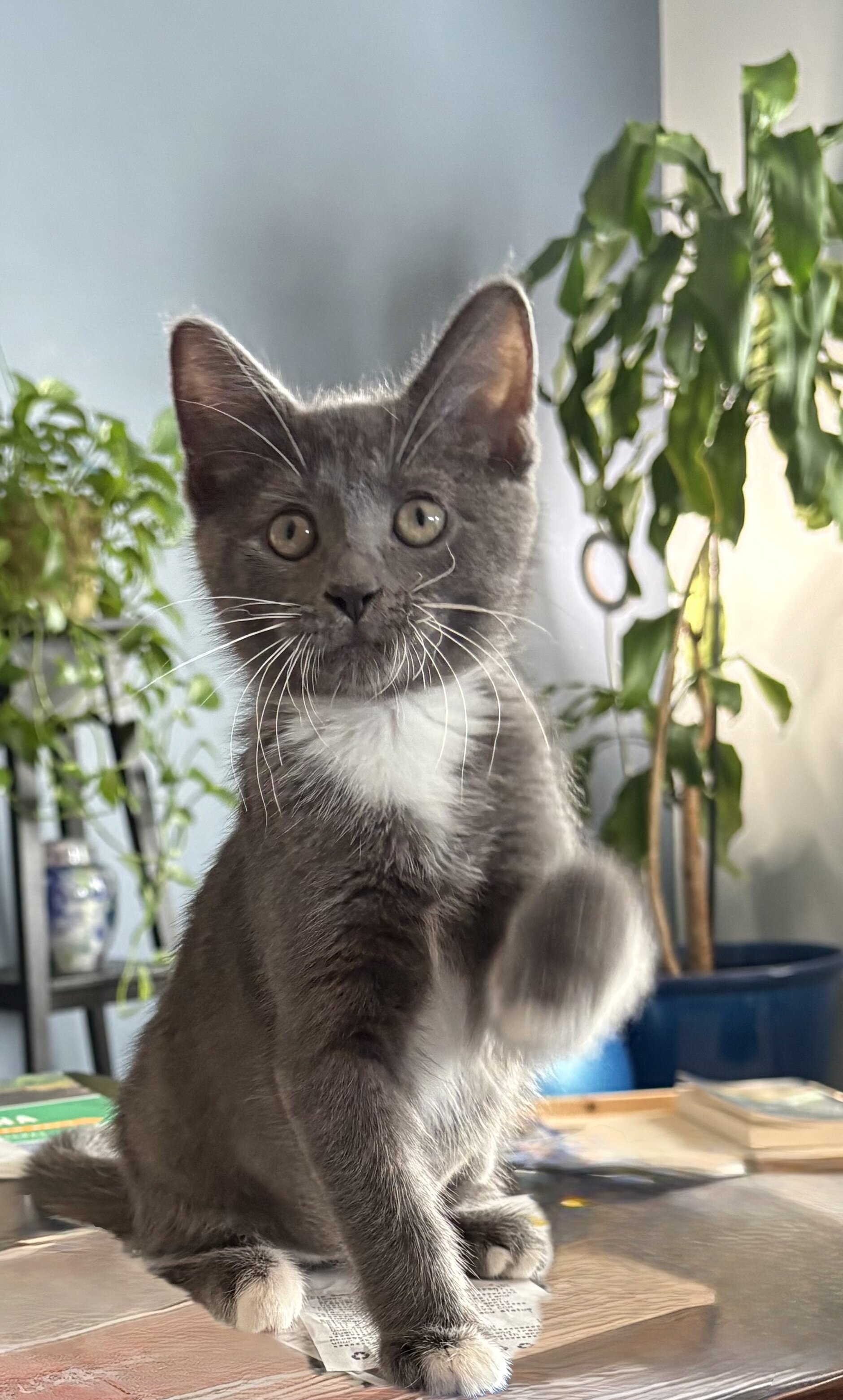 Kitten image 7