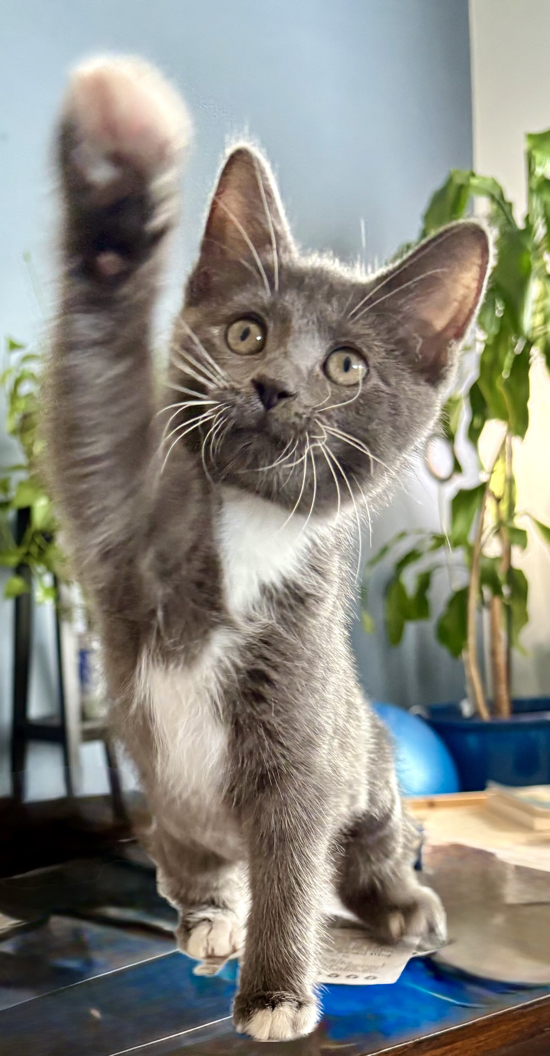 Kitten image 2
