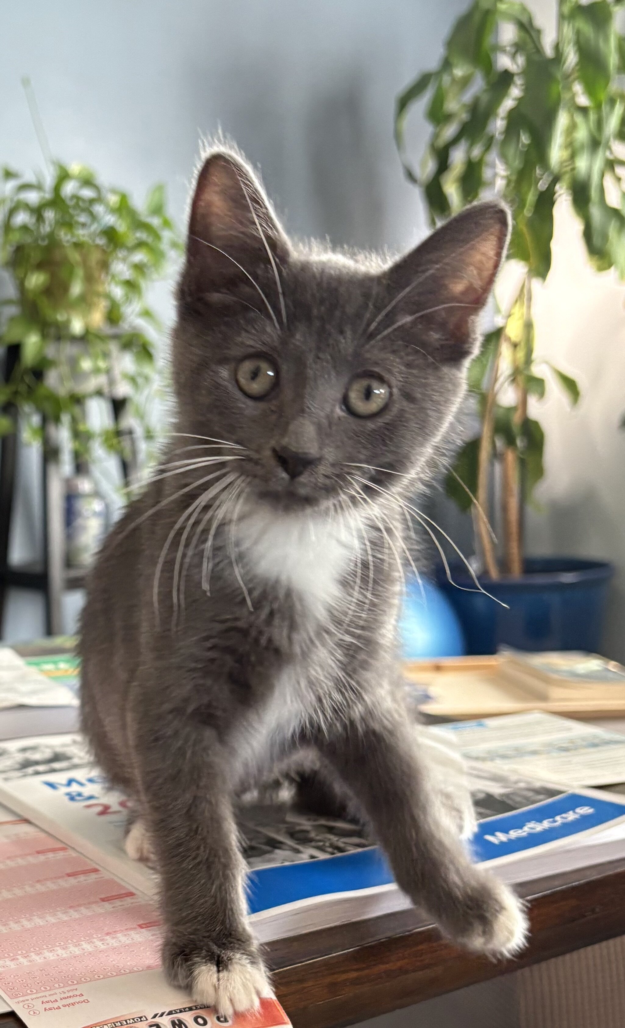 Kitten image 6