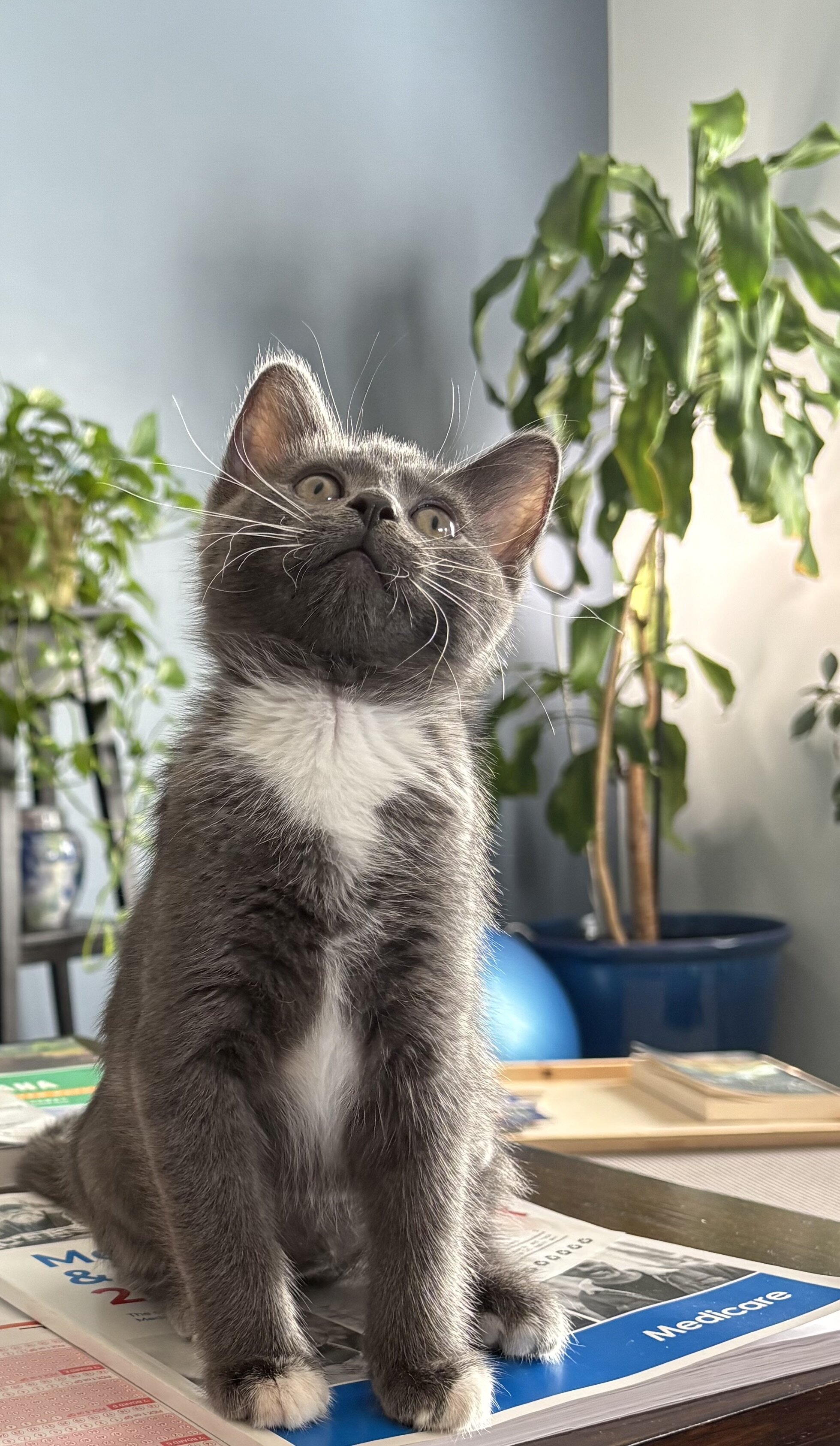 Kitten image 4