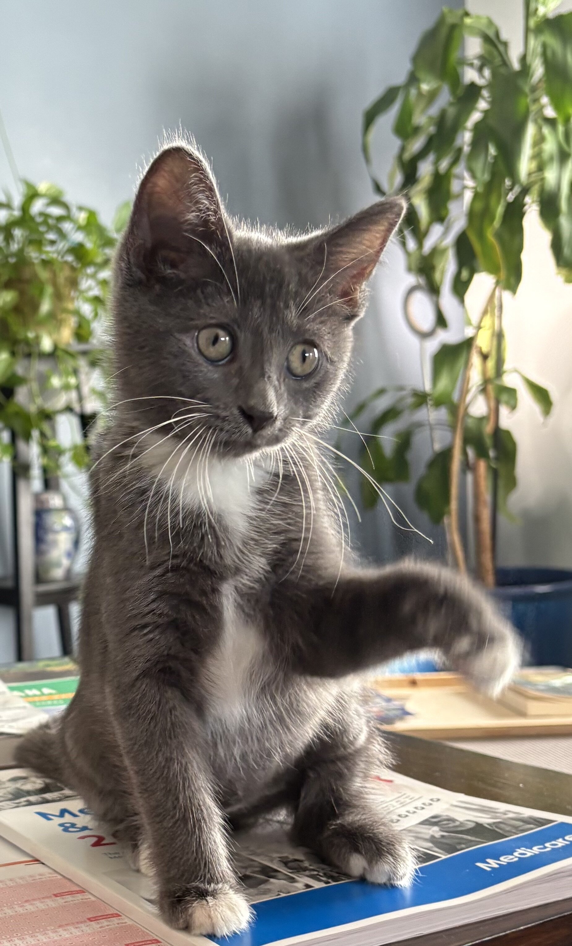 Kitten image 5