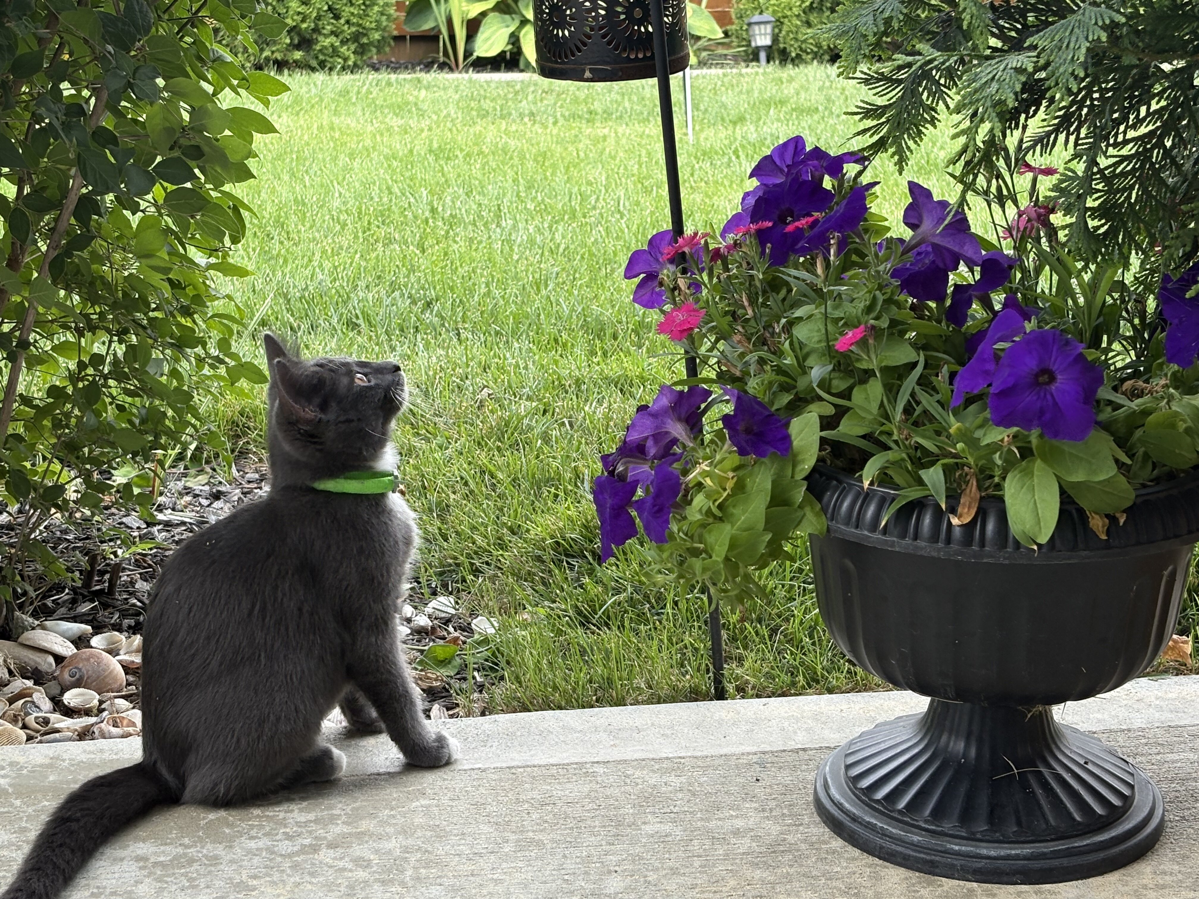 Kitten image 1