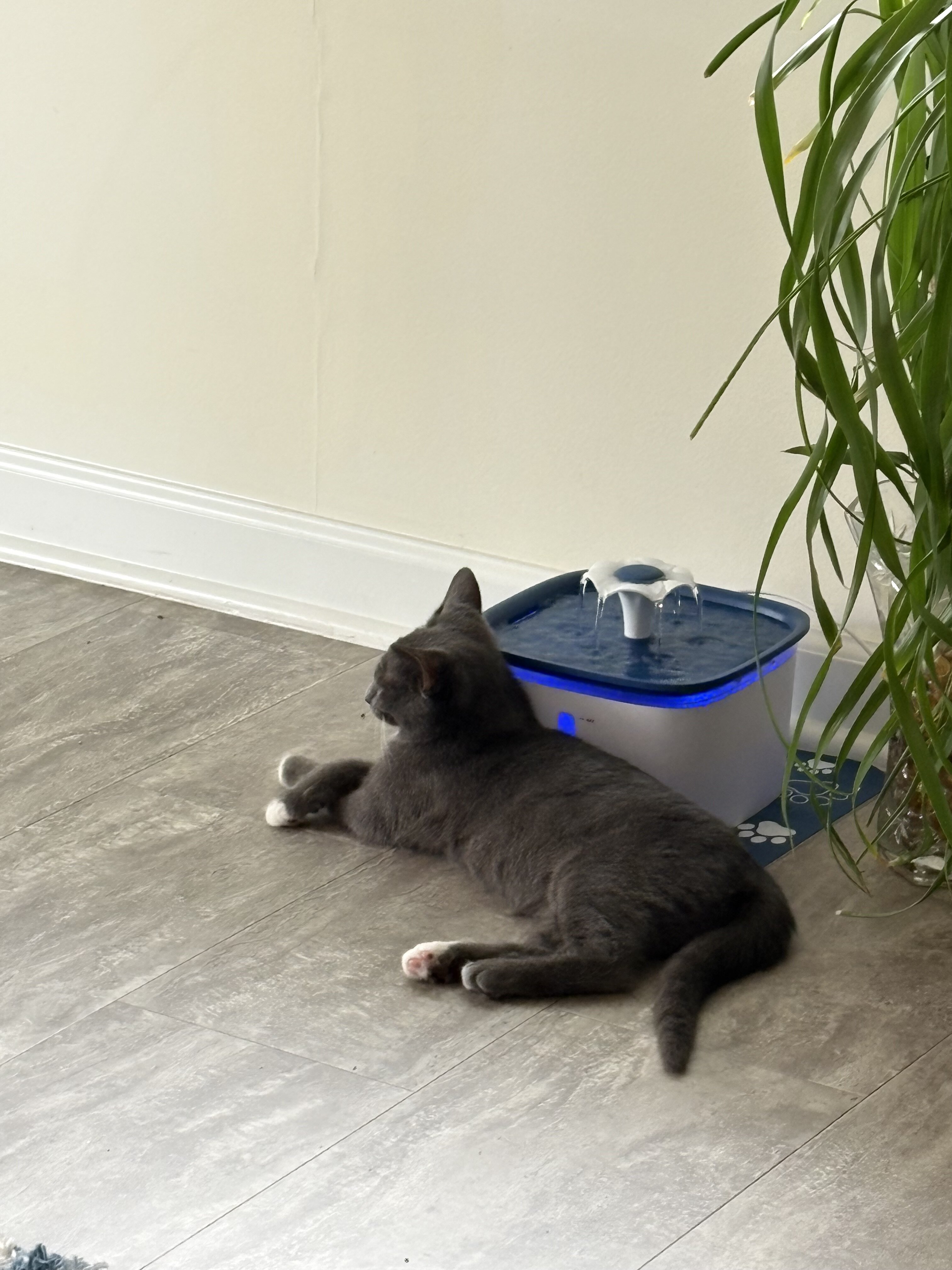 Kitten image 3