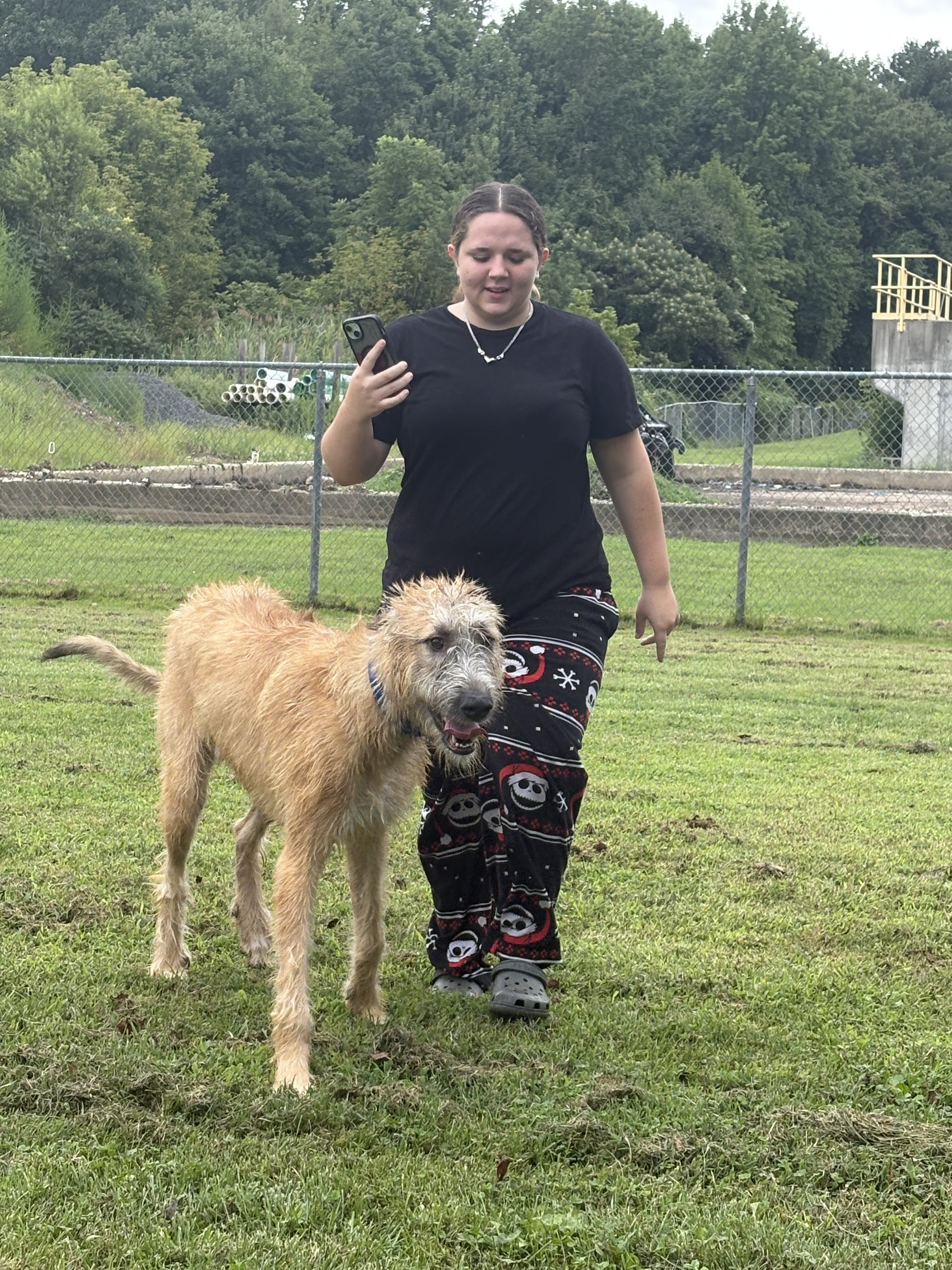 Irish Wolfhound puppy image 4