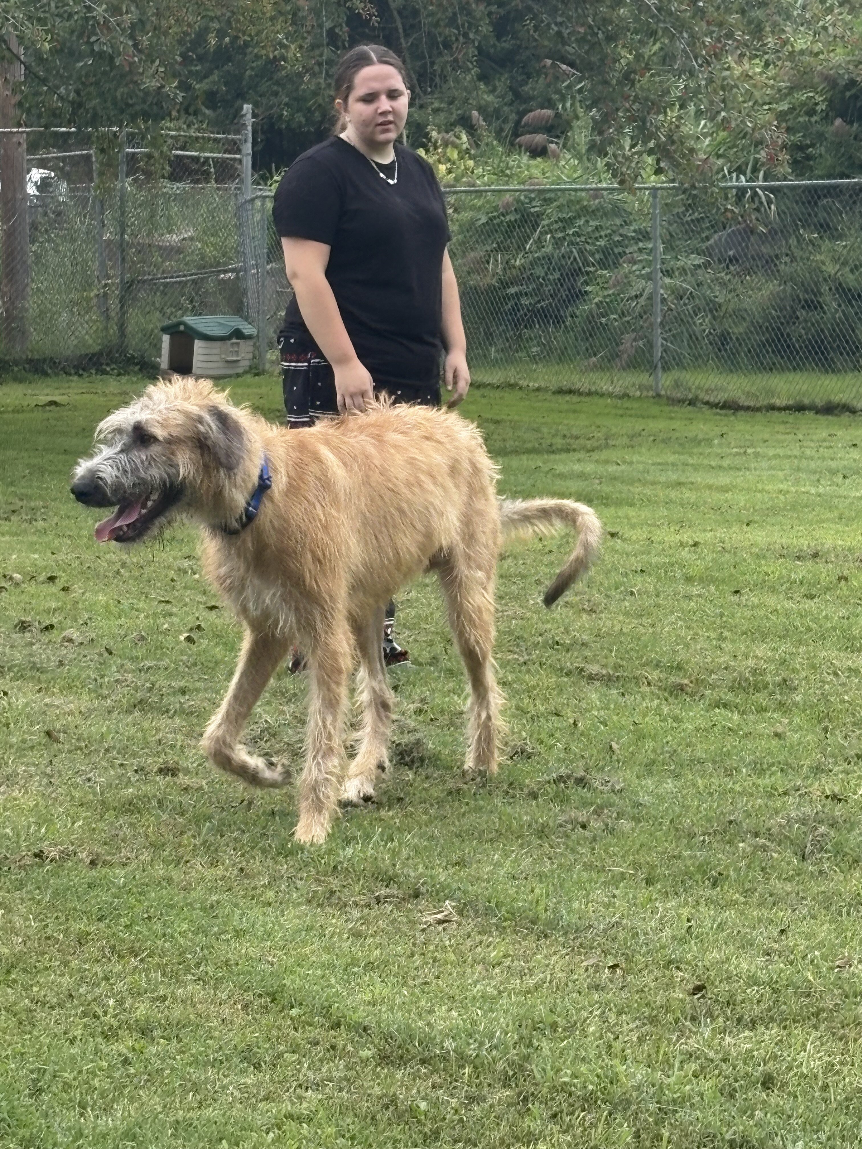 Irish Wolfhound puppy image 3