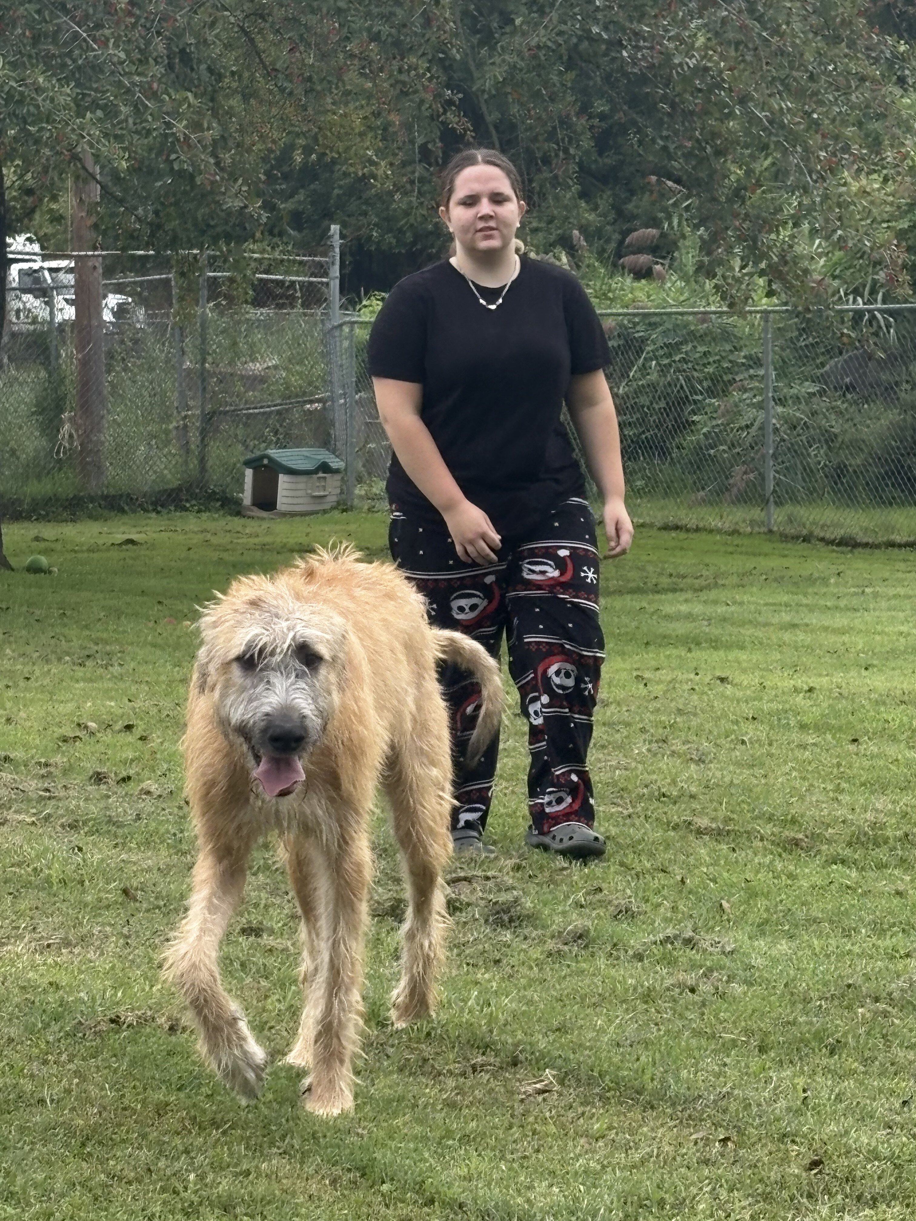 Irish Wolfhound puppy image 2