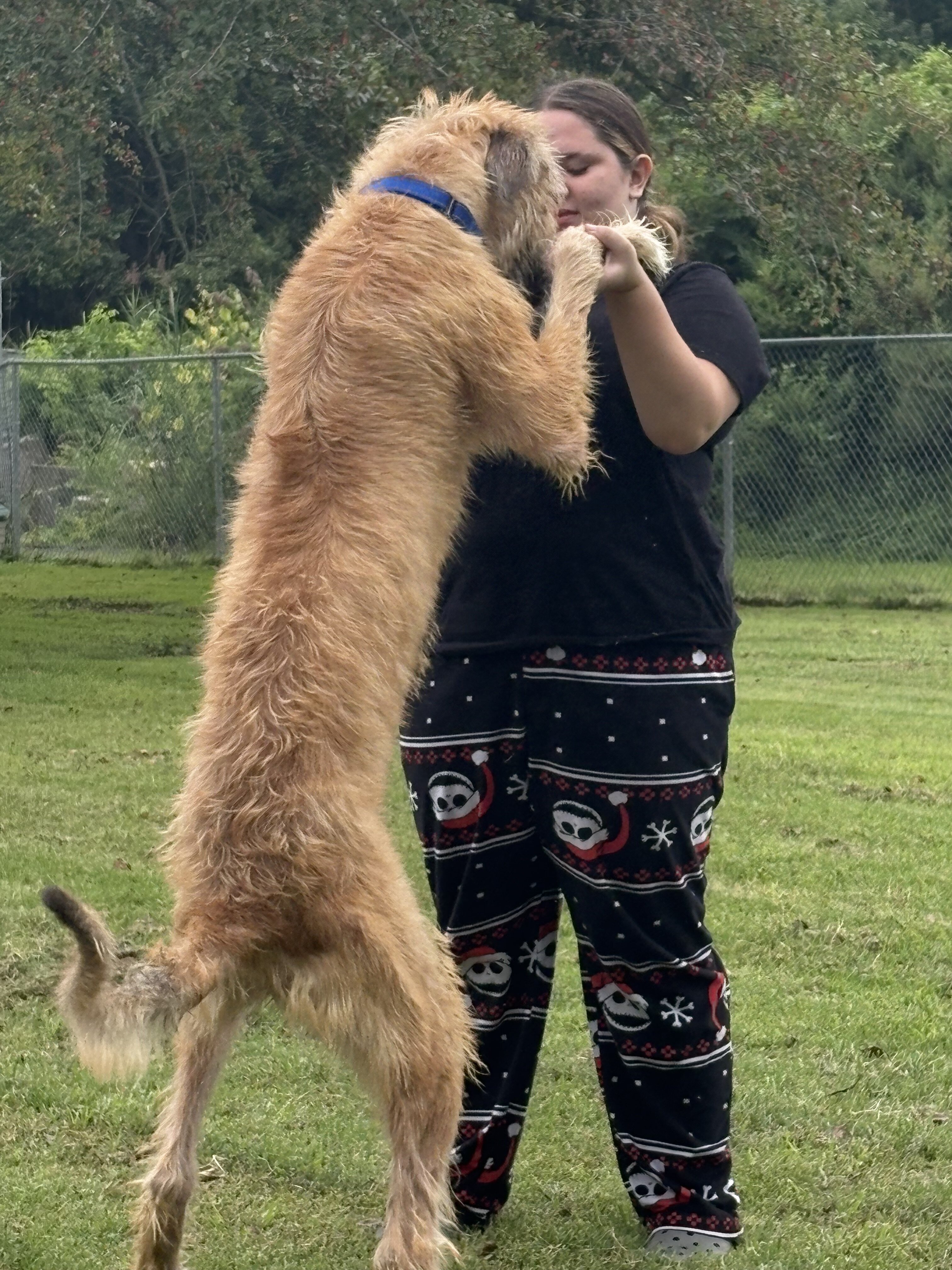 Irish Wolfhound puppy image 1