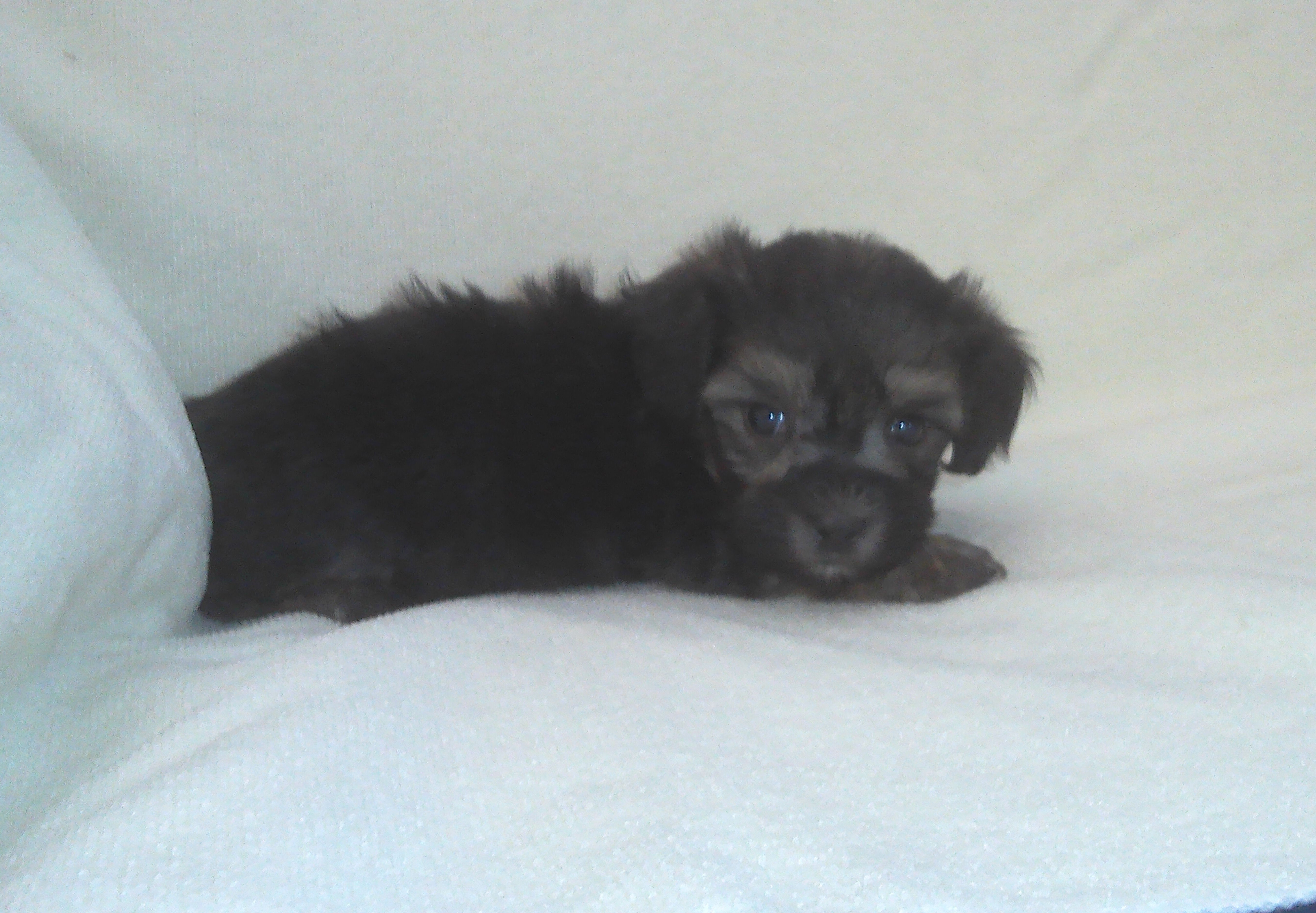 Panda - MaltiPoo female, in home raised, non-shed image 2
