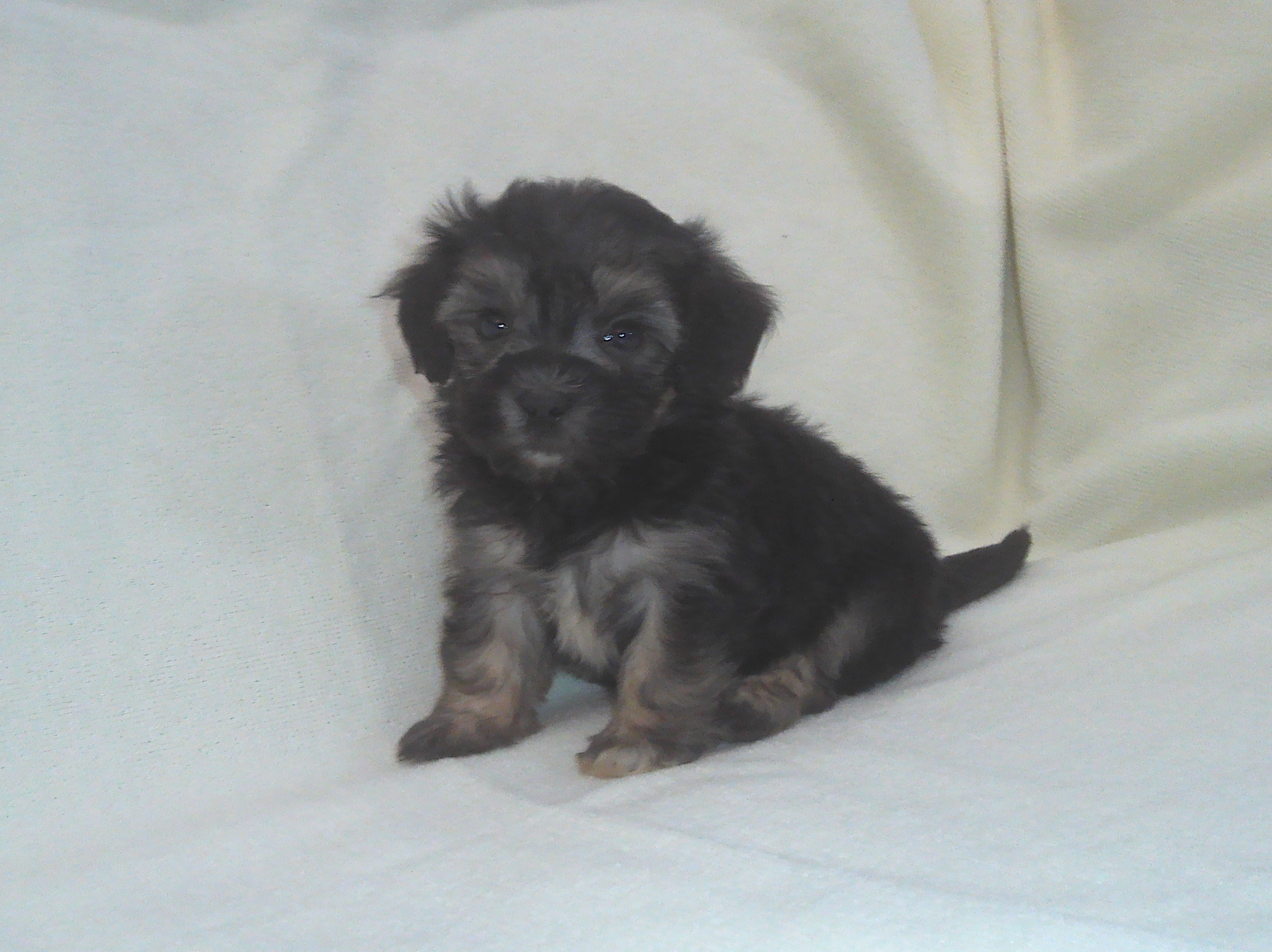 Panda - MaltiPoo female, in home raised, non-shed image 1