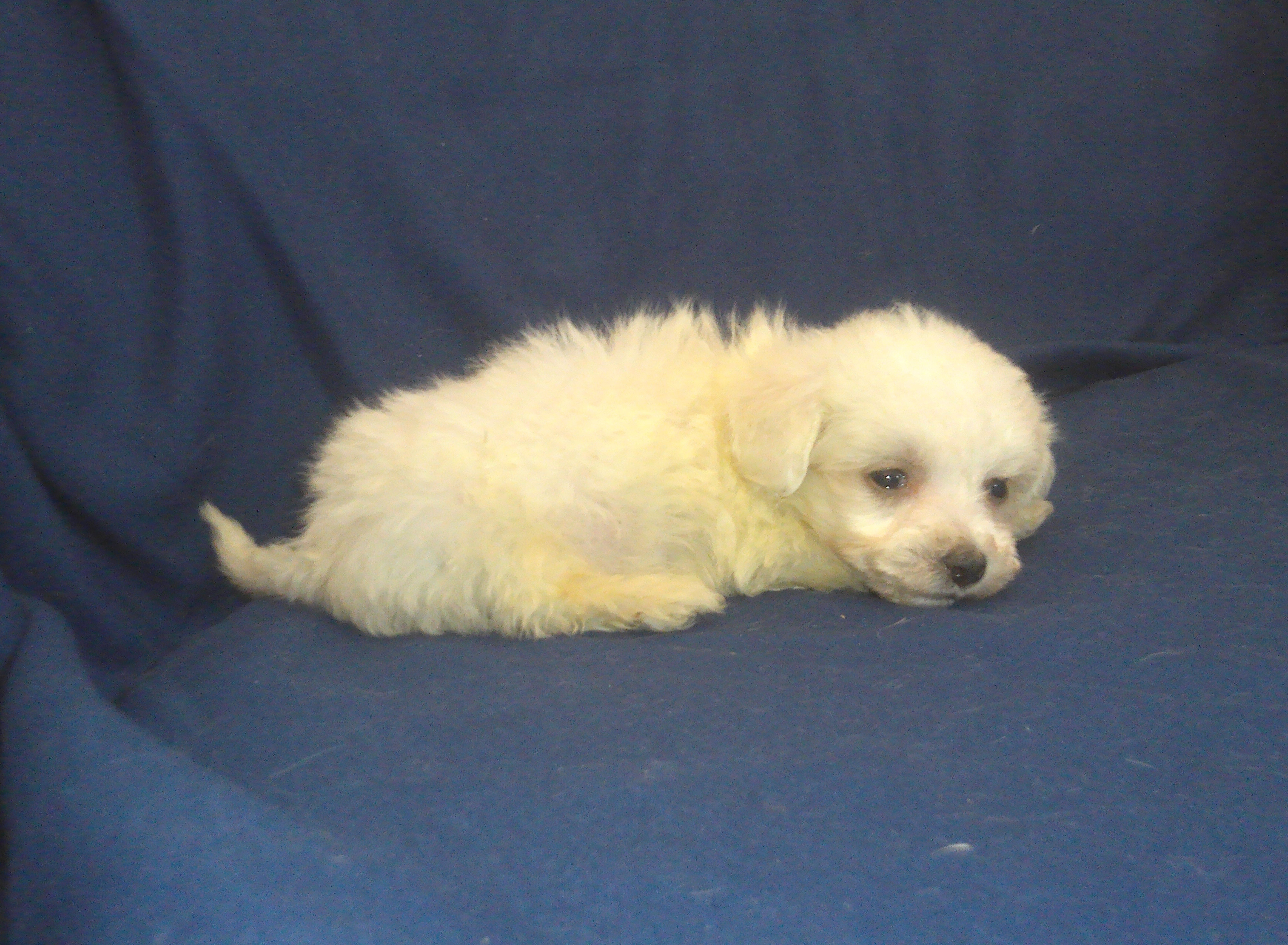 Paris - MaltiPoo male, in home raised, non-shed image 3