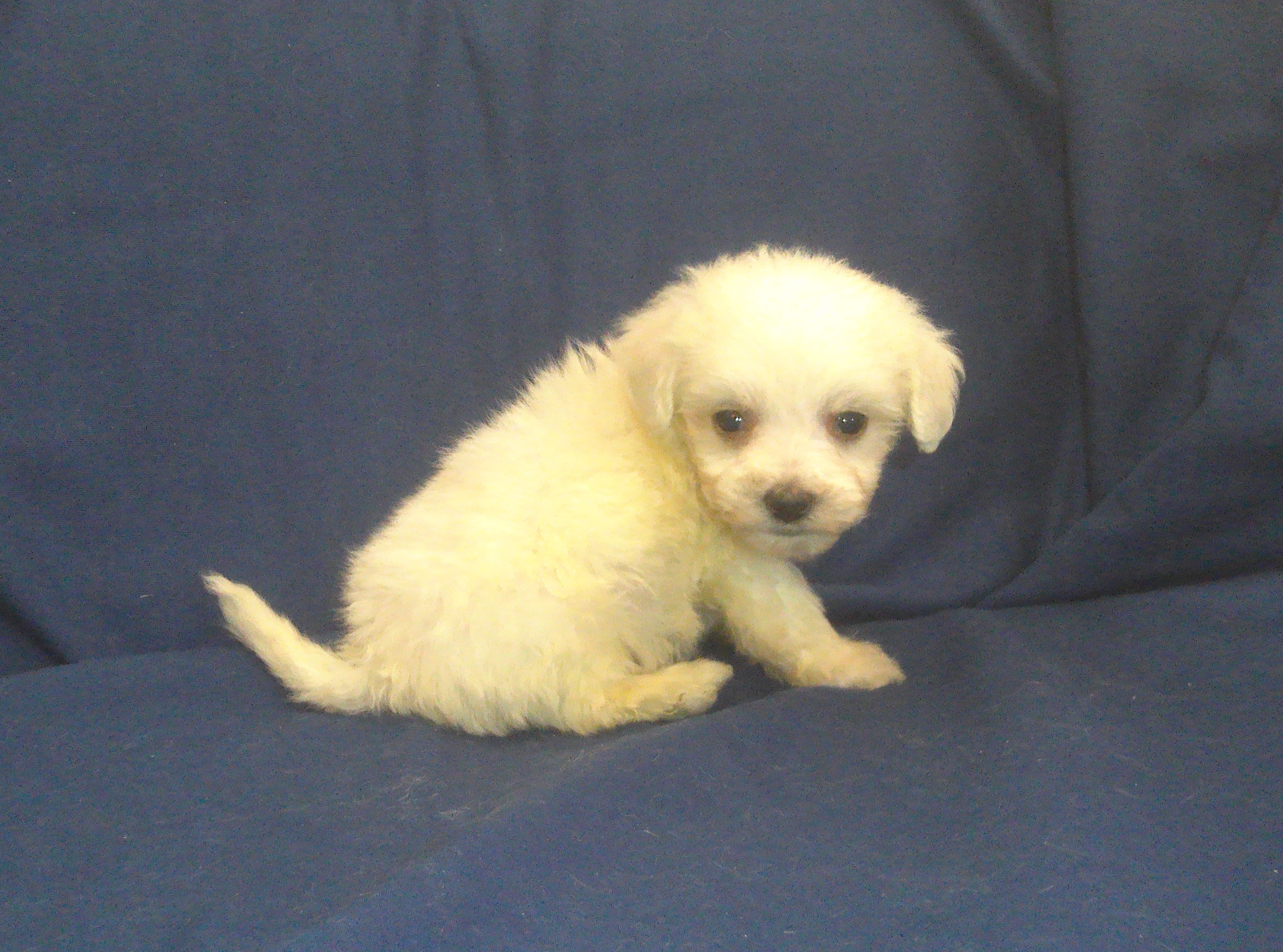 Paris - MaltiPoo male, in home raised, non-shed image 2
