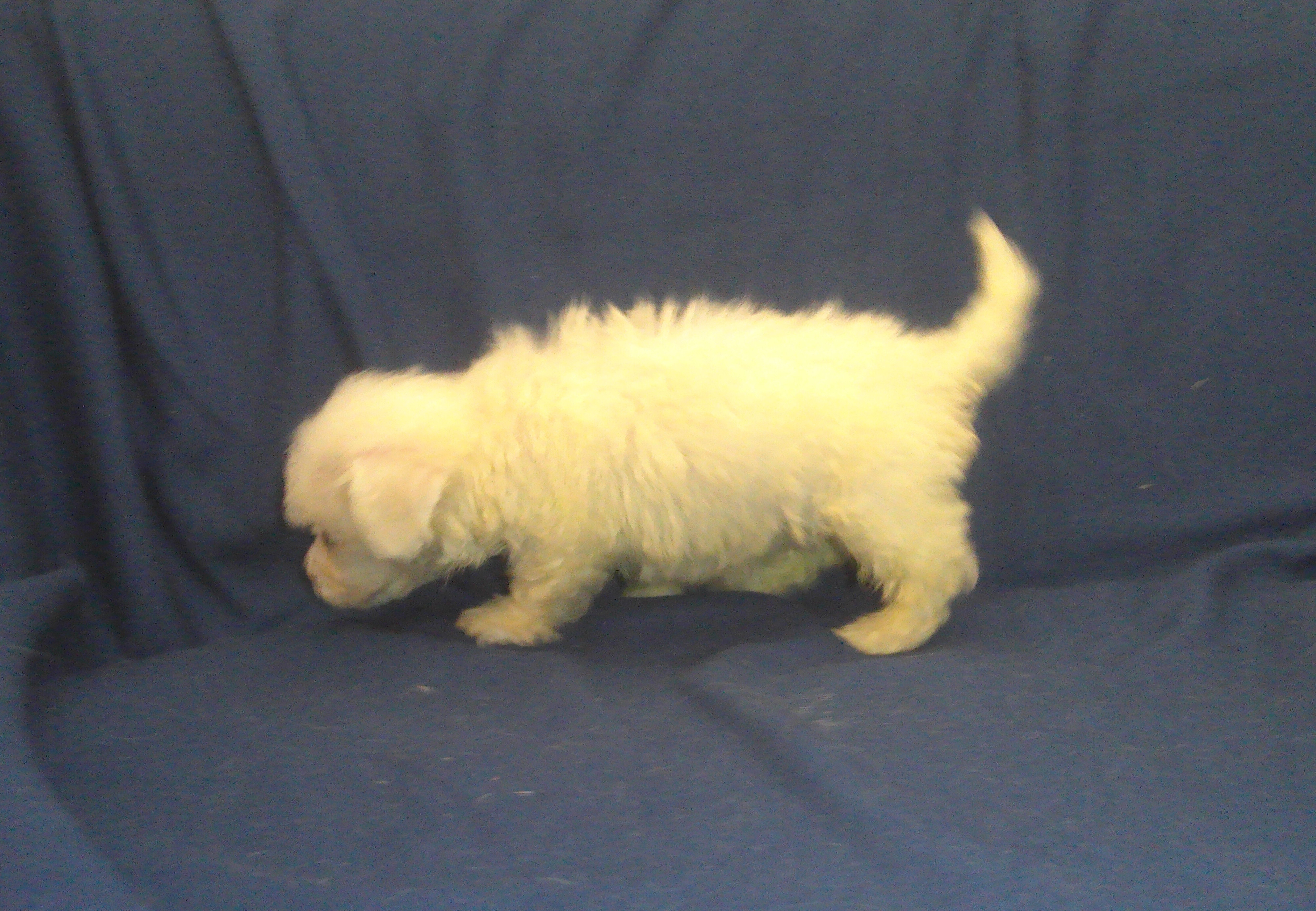 Paris - MaltiPoo male, in home raised, non-shed image 4